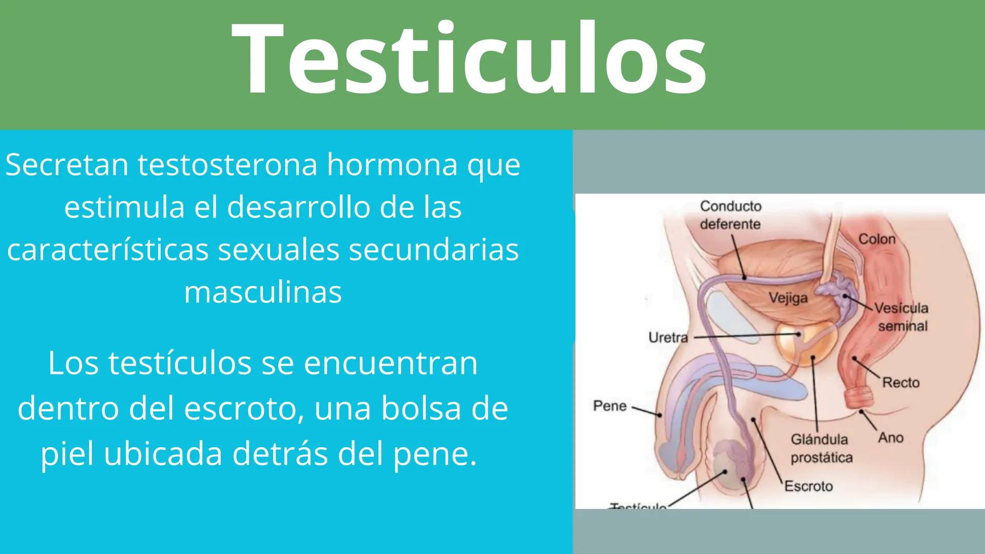 Elaborado por:Héctor
Sistema
Endocrino # Sistema endocrino
Es el conjunto de glándulas que producen hormonas para controlar muchas funcion