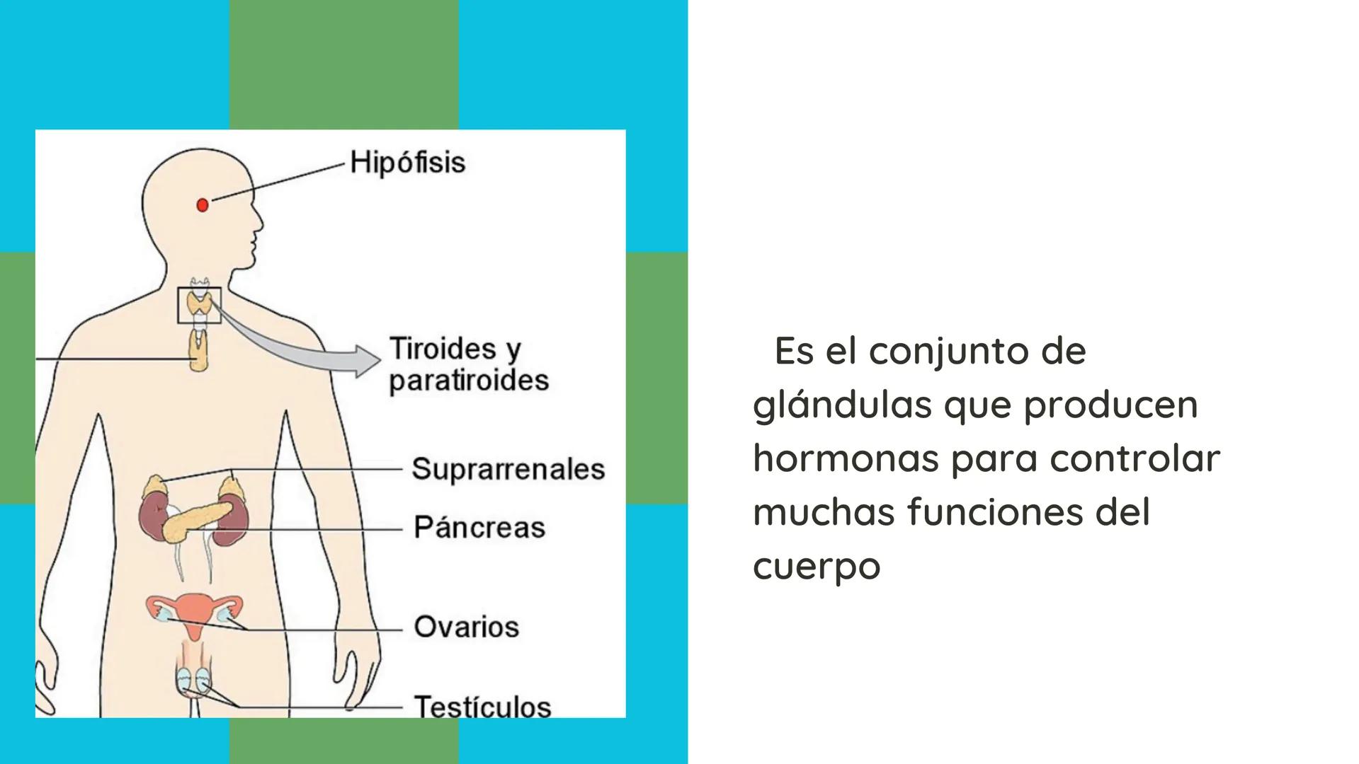 Elaborado por:Héctor
Sistema
Endocrino # Sistema endocrino
Es el conjunto de glándulas que producen hormonas para controlar muchas funcion