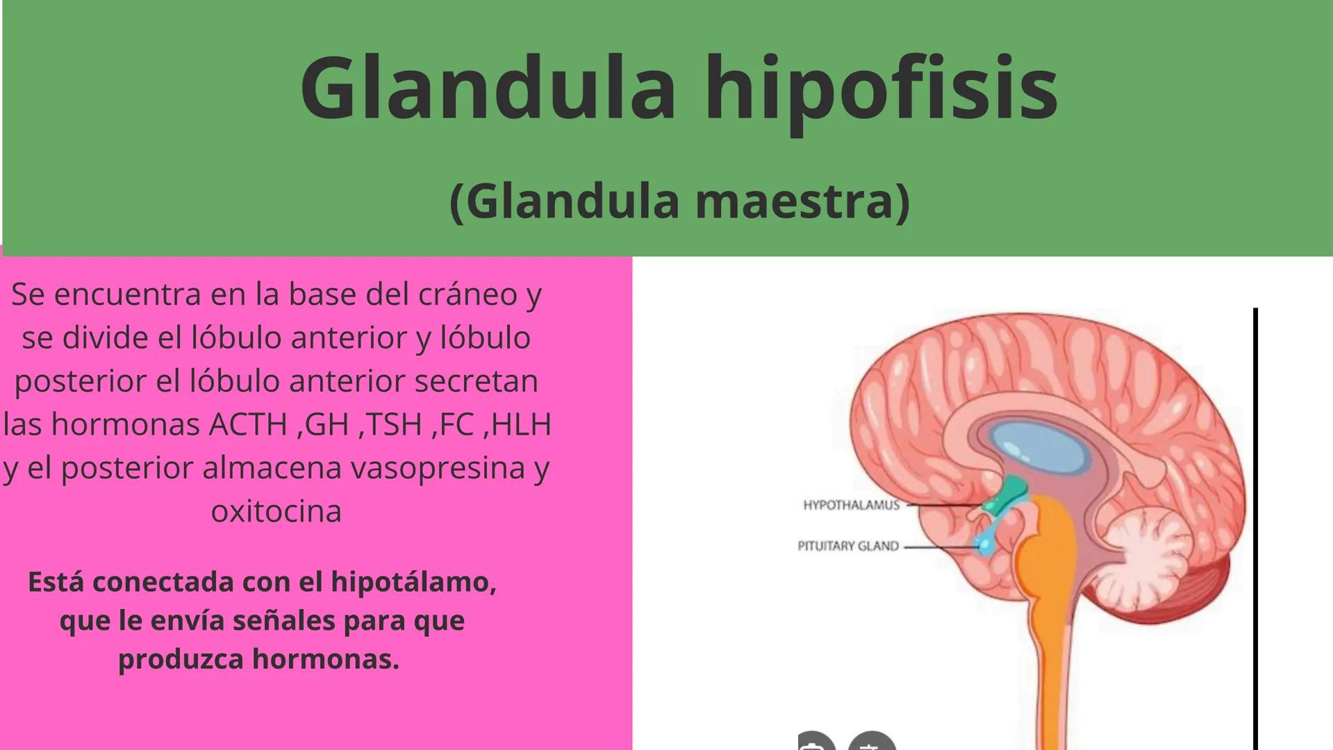 Elaborado por:Héctor
Sistema
Endocrino # Sistema endocrino
Es el conjunto de glándulas que producen hormonas para controlar muchas funcion