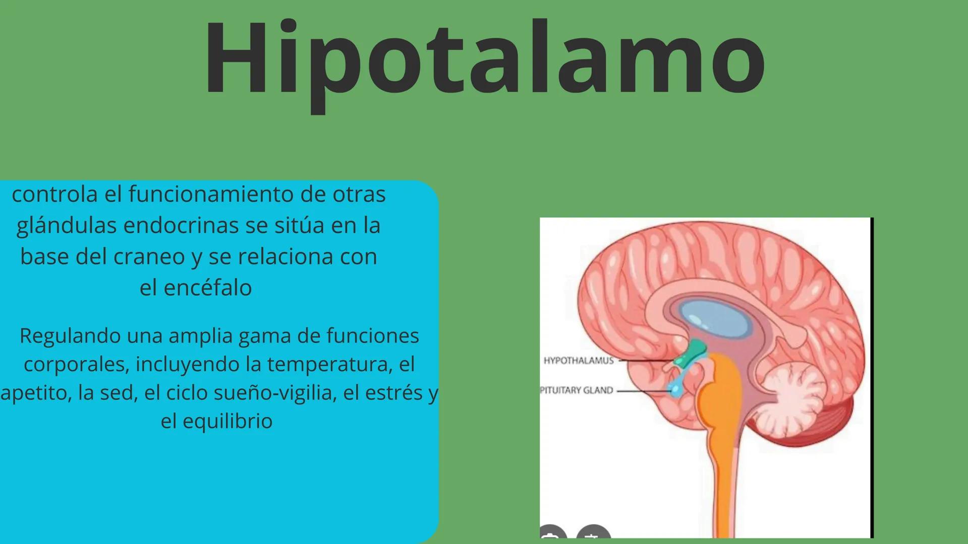 Elaborado por:Héctor
Sistema
Endocrino # Sistema endocrino
Es el conjunto de glándulas que producen hormonas para controlar muchas funcion