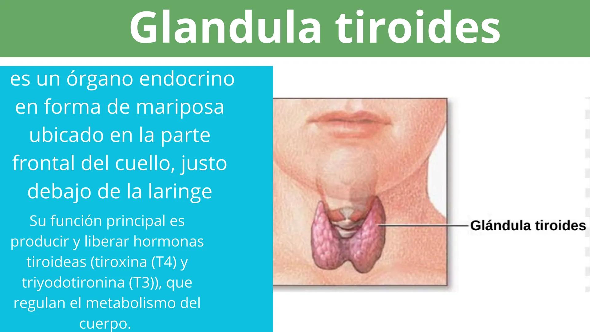 Elaborado por:Héctor
Sistema
Endocrino # Sistema endocrino
Es el conjunto de glándulas que producen hormonas para controlar muchas funcion