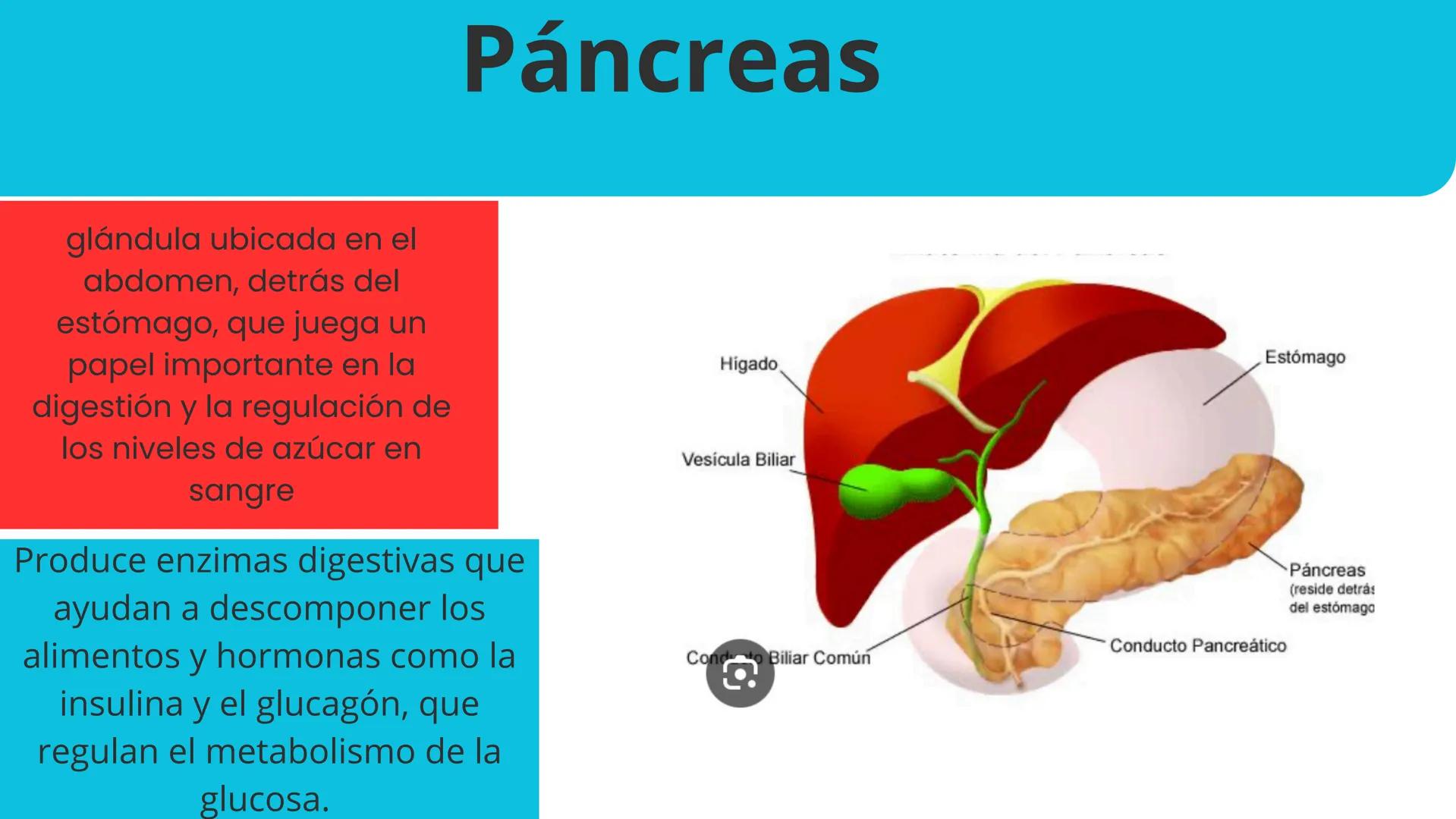 Elaborado por:Héctor
Sistema
Endocrino # Sistema endocrino
Es el conjunto de glándulas que producen hormonas para controlar muchas funcion