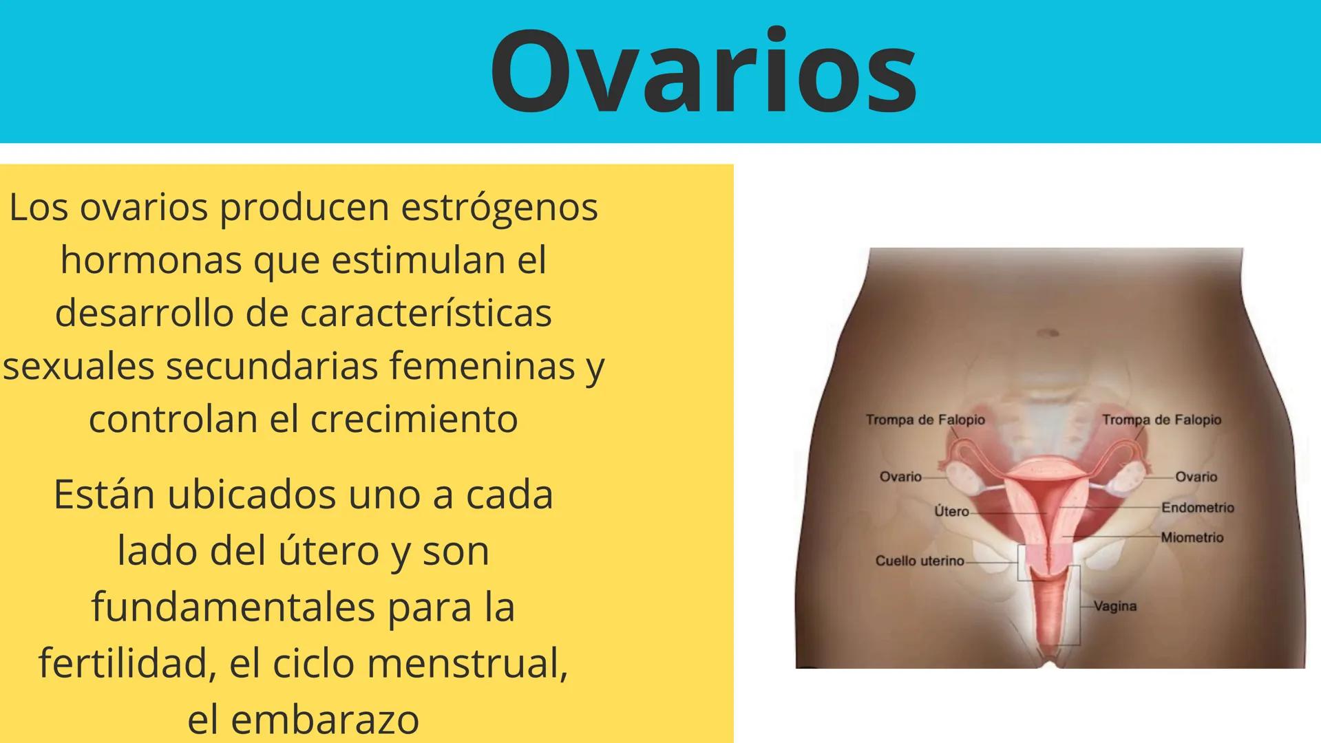 Elaborado por:Héctor
Sistema
Endocrino # Sistema endocrino
Es el conjunto de glándulas que producen hormonas para controlar muchas funcion