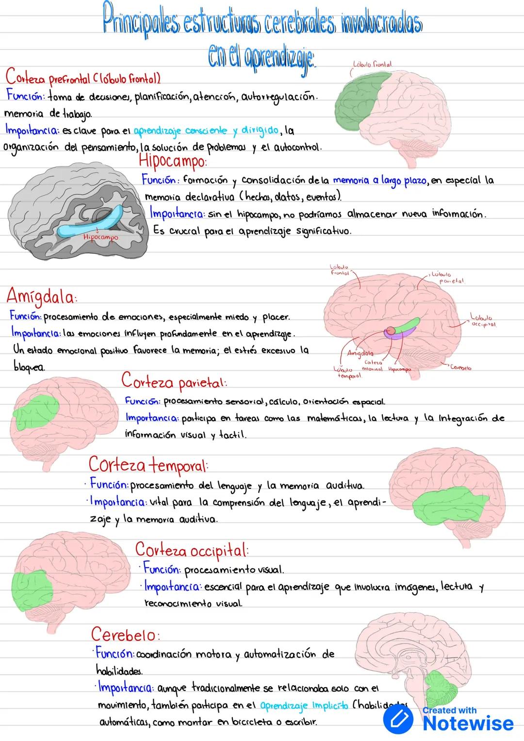 # Principales estructuras cerebrales involucradas
# En el aprendizaje:
**Corteza prefrontal (Lóbulo frontal)**
*Función: toma de decisiones