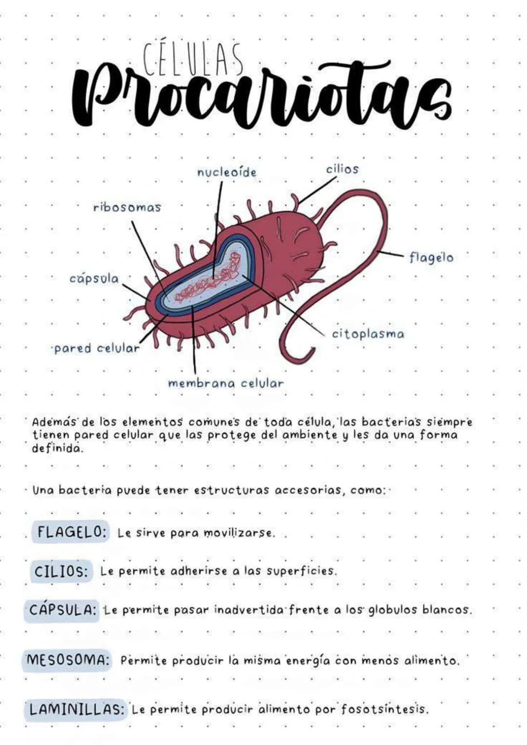 CELULAS
Procariotas
ribosomas
cápsula
nucleoide
cilios
?
citoplasma
pared celular
membrana celular
flagelo
Además de los elementos comune's