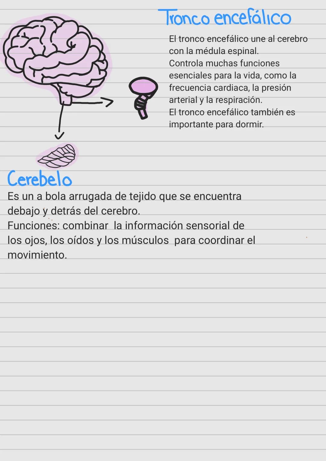Cerebro
¿Qué es?
Es un órgano complejo ubicado dentro del cráneo, que
gestiona la actividad del sistema nervioso.
¿Cómo funciona?
Nuestro ce