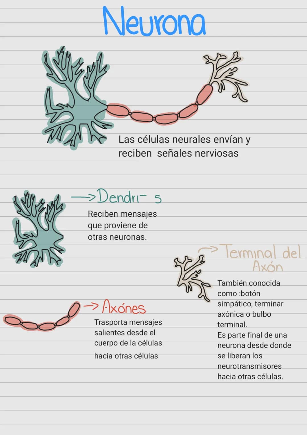 Cerebro
¿Qué es?
Es un órgano complejo ubicado dentro del cráneo, que
gestiona la actividad del sistema nervioso.
¿Cómo funciona?
Nuestro ce