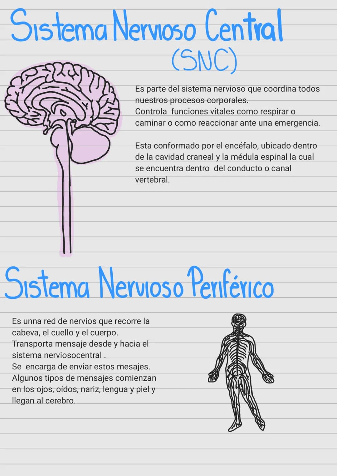 Cerebro
¿Qué es?
Es un órgano complejo ubicado dentro del cráneo, que
gestiona la actividad del sistema nervioso.
¿Cómo funciona?
Nuestro ce
