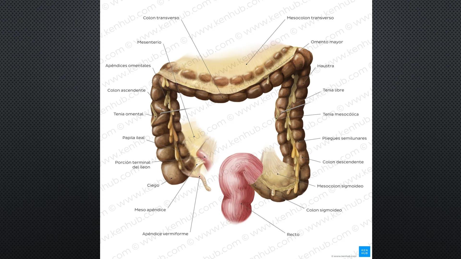 SISTEMA DIGESTIVO
PHYSIOLOGY OF HEAD AND NECK
Brain
Facial artery
Facial vein
Masseter
Facial vein
Parotid gland
Parotid gland
Mandibular ne