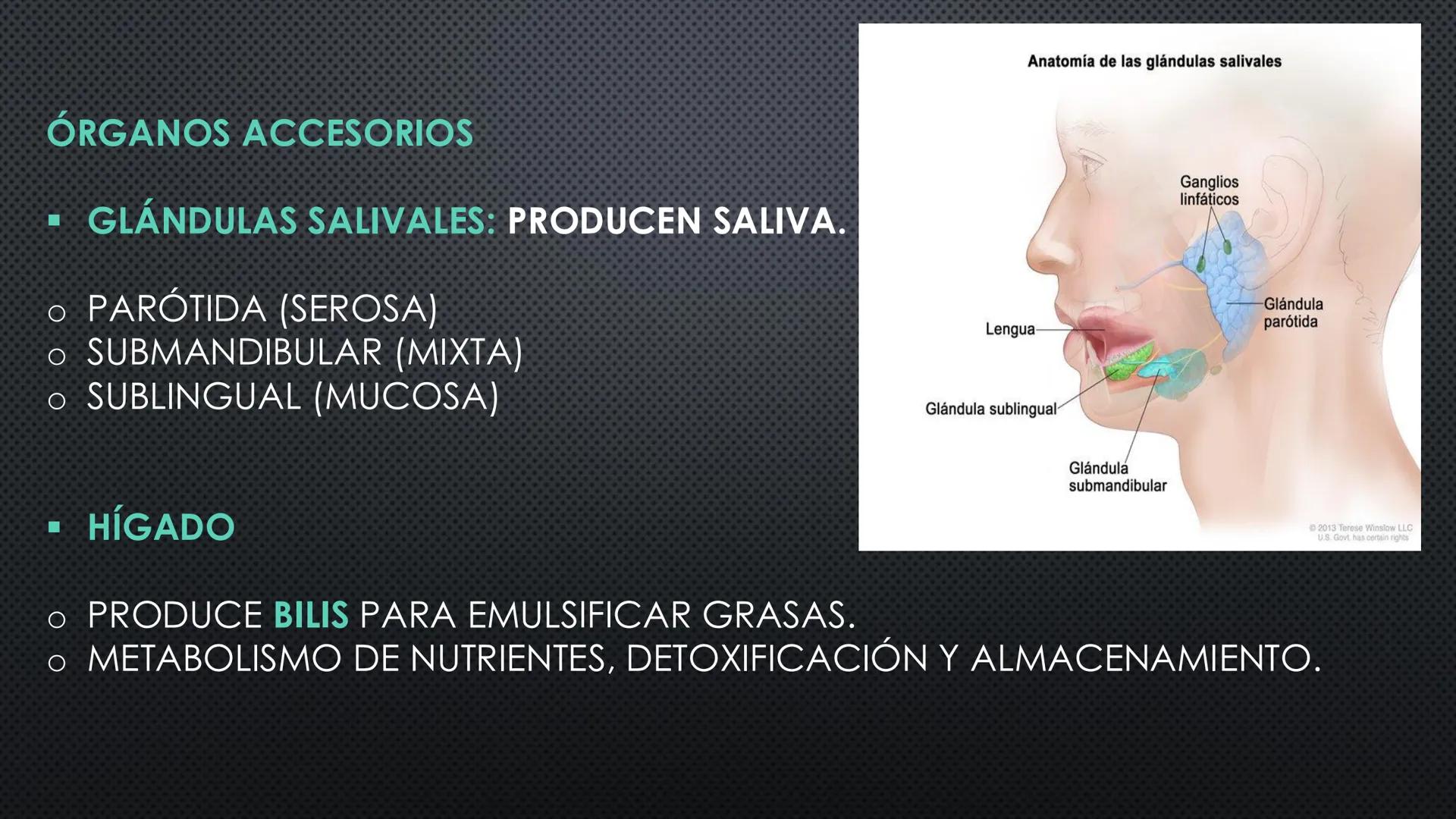 SISTEMA DIGESTIVO
PHYSIOLOGY OF HEAD AND NECK
Brain
Facial artery
Facial vein
Masseter
Facial vein
Parotid gland
Parotid gland
Mandibular ne