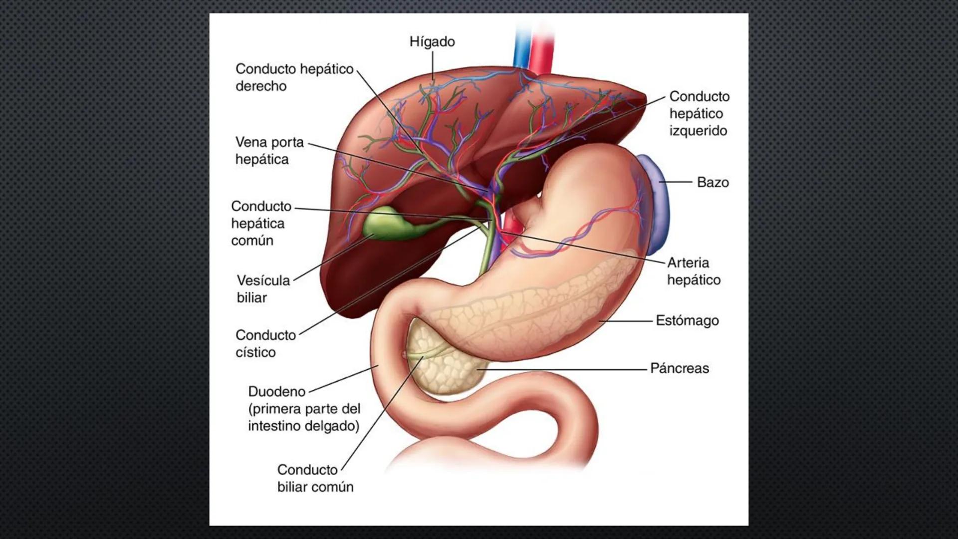 SISTEMA DIGESTIVO
PHYSIOLOGY OF HEAD AND NECK
Brain
Facial artery
Facial vein
Masseter
Facial vein
Parotid gland
Parotid gland
Mandibular ne