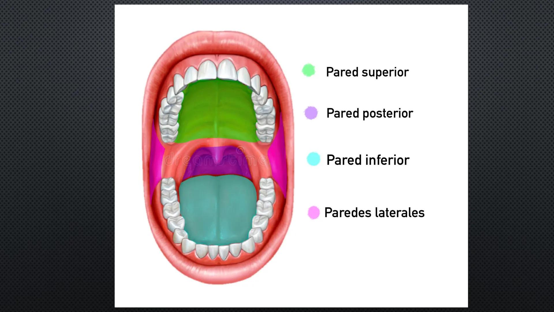 SISTEMA DIGESTIVO
PHYSIOLOGY OF HEAD AND NECK
Brain
Facial artery
Facial vein
Masseter
Facial vein
Parotid gland
Parotid gland
Mandibular ne