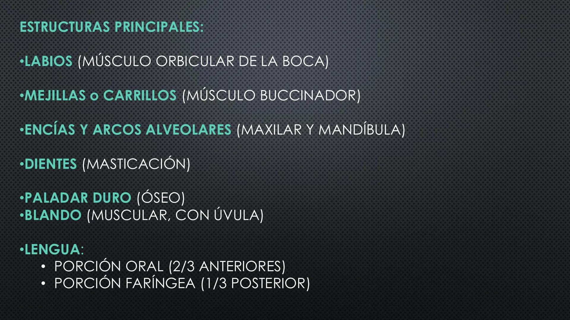 SISTEMA DIGESTIVO
PHYSIOLOGY OF HEAD AND NECK
Brain
Facial artery
Facial vein
Masseter
Facial vein
Parotid gland
Parotid gland
Mandibular ne