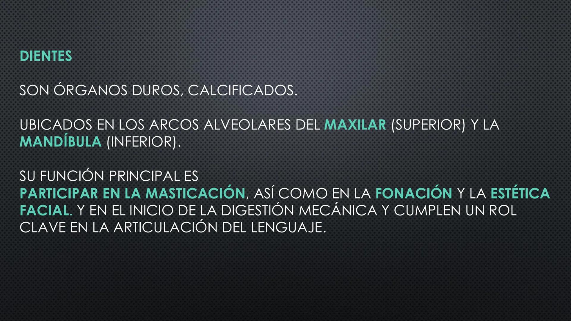 SISTEMA DIGESTIVO
PHYSIOLOGY OF HEAD AND NECK
Brain
Facial artery
Facial vein
Masseter
Facial vein
Parotid gland
Parotid gland
Mandibular ne