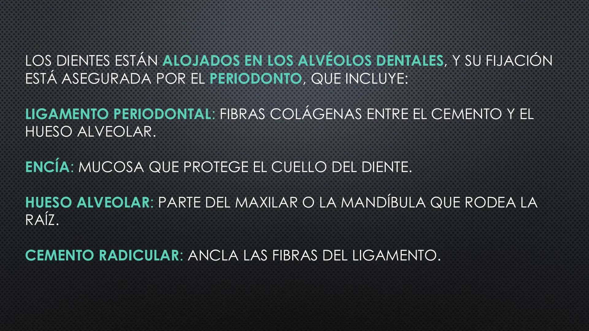 SISTEMA DIGESTIVO
PHYSIOLOGY OF HEAD AND NECK
Brain
Facial artery
Facial vein
Masseter
Facial vein
Parotid gland
Parotid gland
Mandibular ne