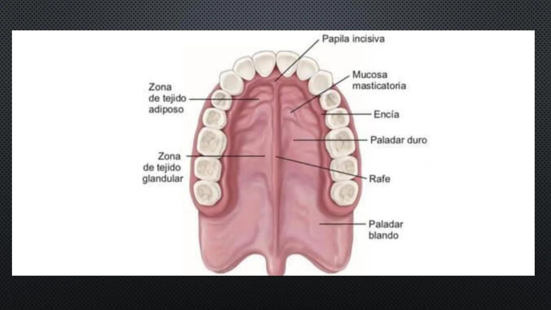 SISTEMA DIGESTIVO
PHYSIOLOGY OF HEAD AND NECK
Brain
Facial artery
Facial vein
Masseter
Facial vein
Parotid gland
Parotid gland
Mandibular ne