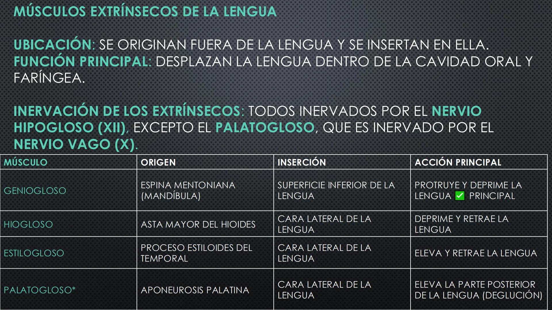 SISTEMA DIGESTIVO
PHYSIOLOGY OF HEAD AND NECK
Brain
Facial artery
Facial vein
Masseter
Facial vein
Parotid gland
Parotid gland
Mandibular ne