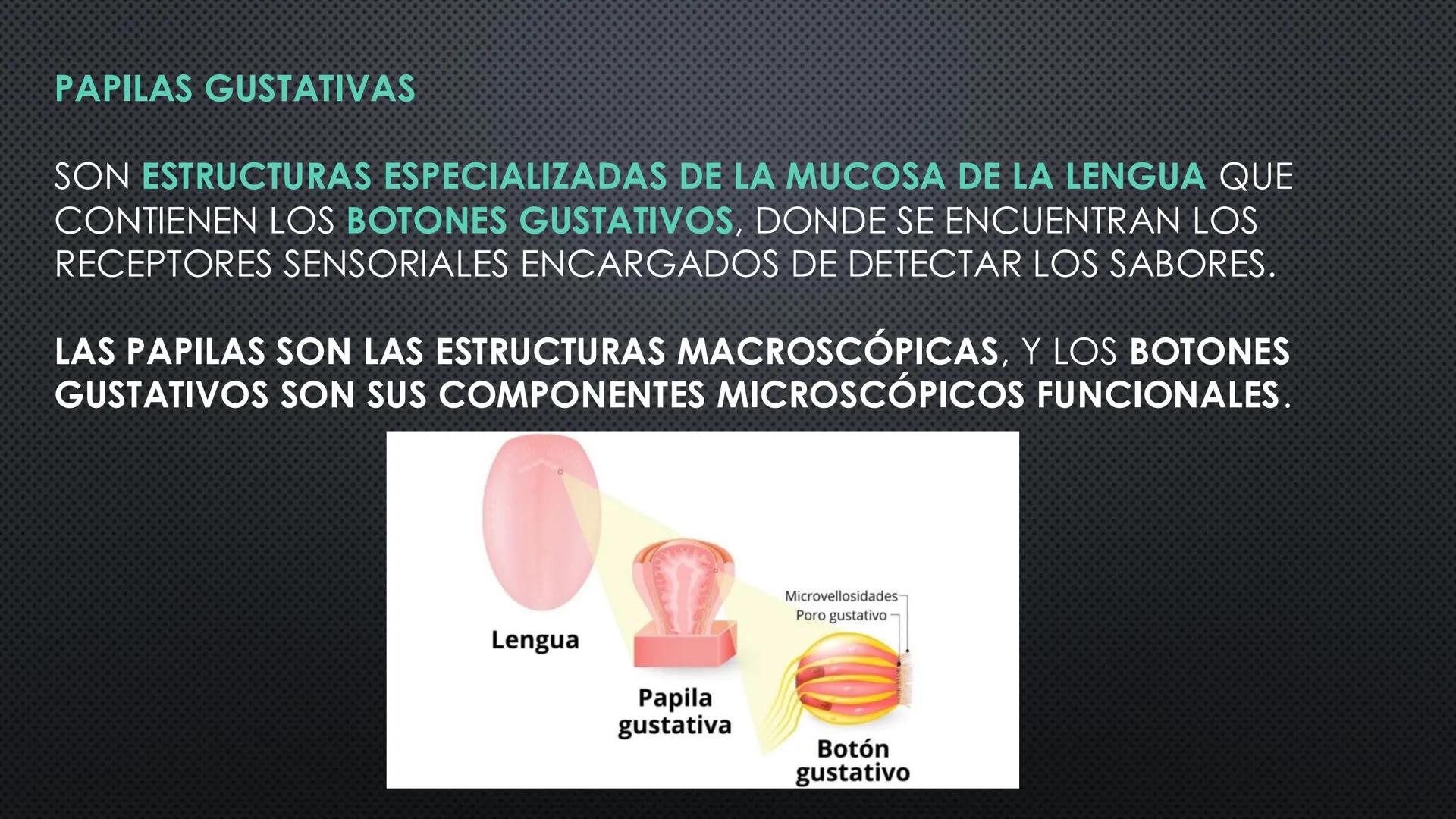 SISTEMA DIGESTIVO
PHYSIOLOGY OF HEAD AND NECK
Brain
Facial artery
Facial vein
Masseter
Facial vein
Parotid gland
Parotid gland
Mandibular ne