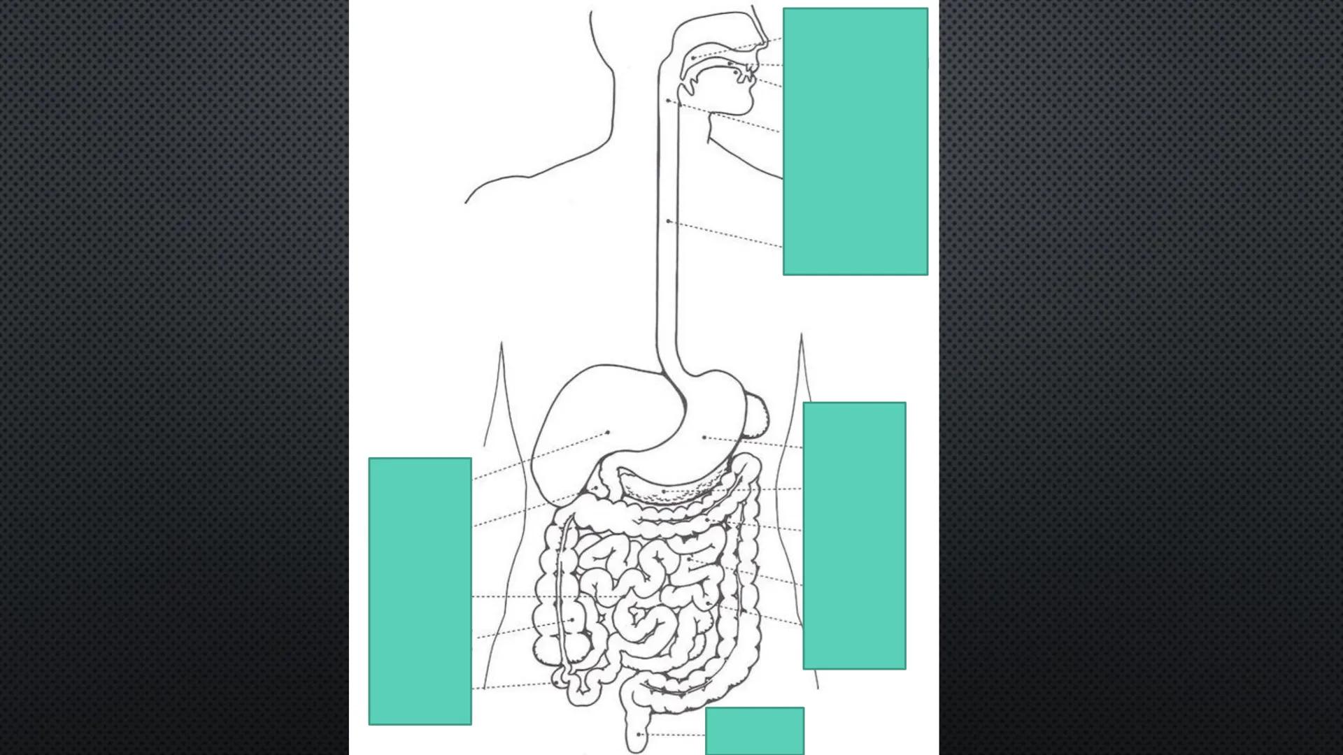 SISTEMA DIGESTIVO
PHYSIOLOGY OF HEAD AND NECK
Brain
Facial artery
Facial vein
Masseter
Facial vein
Parotid gland
Parotid gland
Mandibular ne