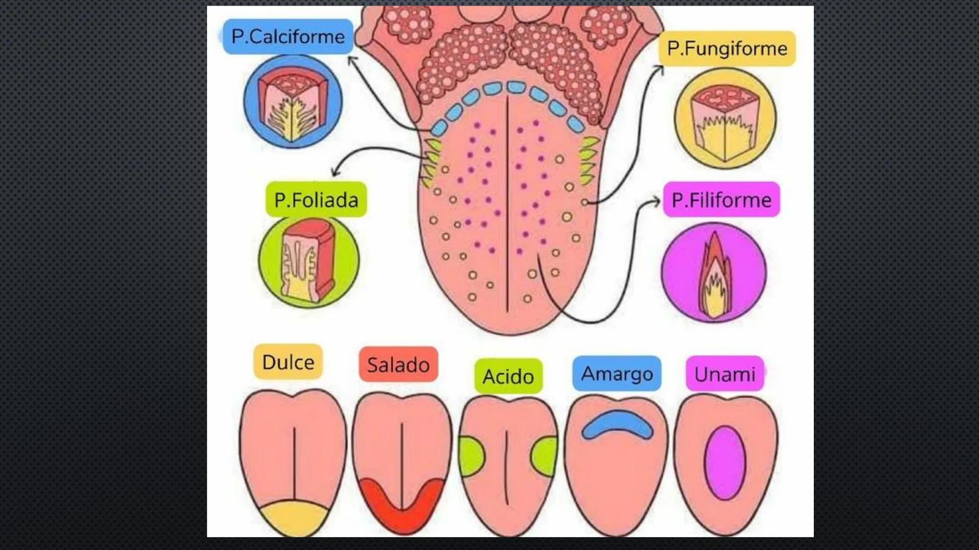 SISTEMA DIGESTIVO
PHYSIOLOGY OF HEAD AND NECK
Brain
Facial artery
Facial vein
Masseter
Facial vein
Parotid gland
Parotid gland
Mandibular ne