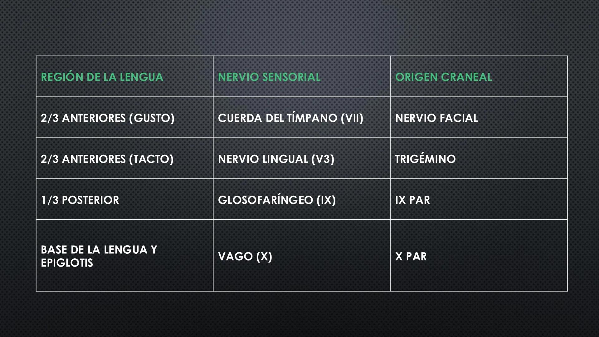 SISTEMA DIGESTIVO
PHYSIOLOGY OF HEAD AND NECK
Brain
Facial artery
Facial vein
Masseter
Facial vein
Parotid gland
Parotid gland
Mandibular ne