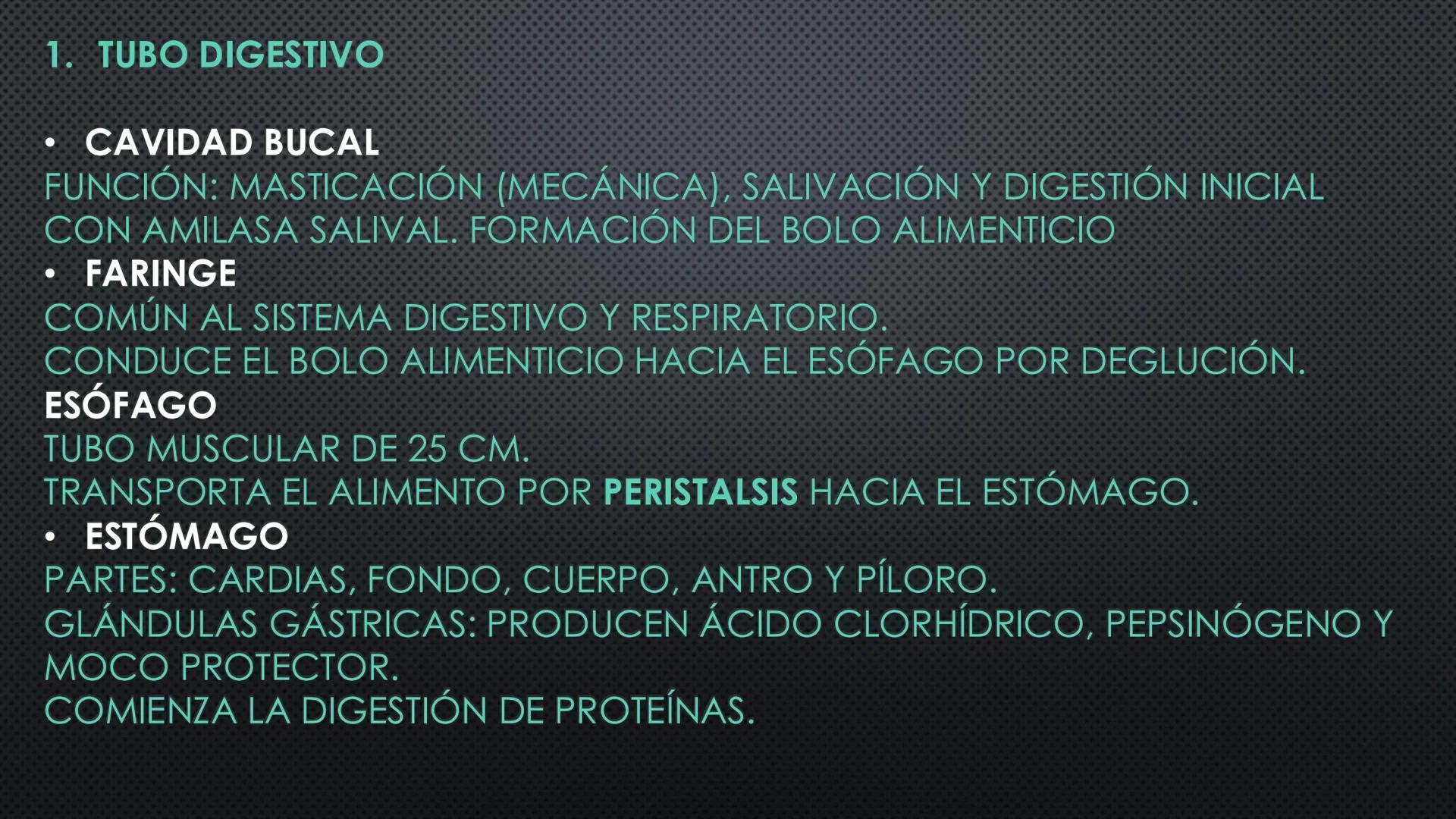 SISTEMA DIGESTIVO
PHYSIOLOGY OF HEAD AND NECK
Brain
Facial artery
Facial vein
Masseter
Facial vein
Parotid gland
Parotid gland
Mandibular ne