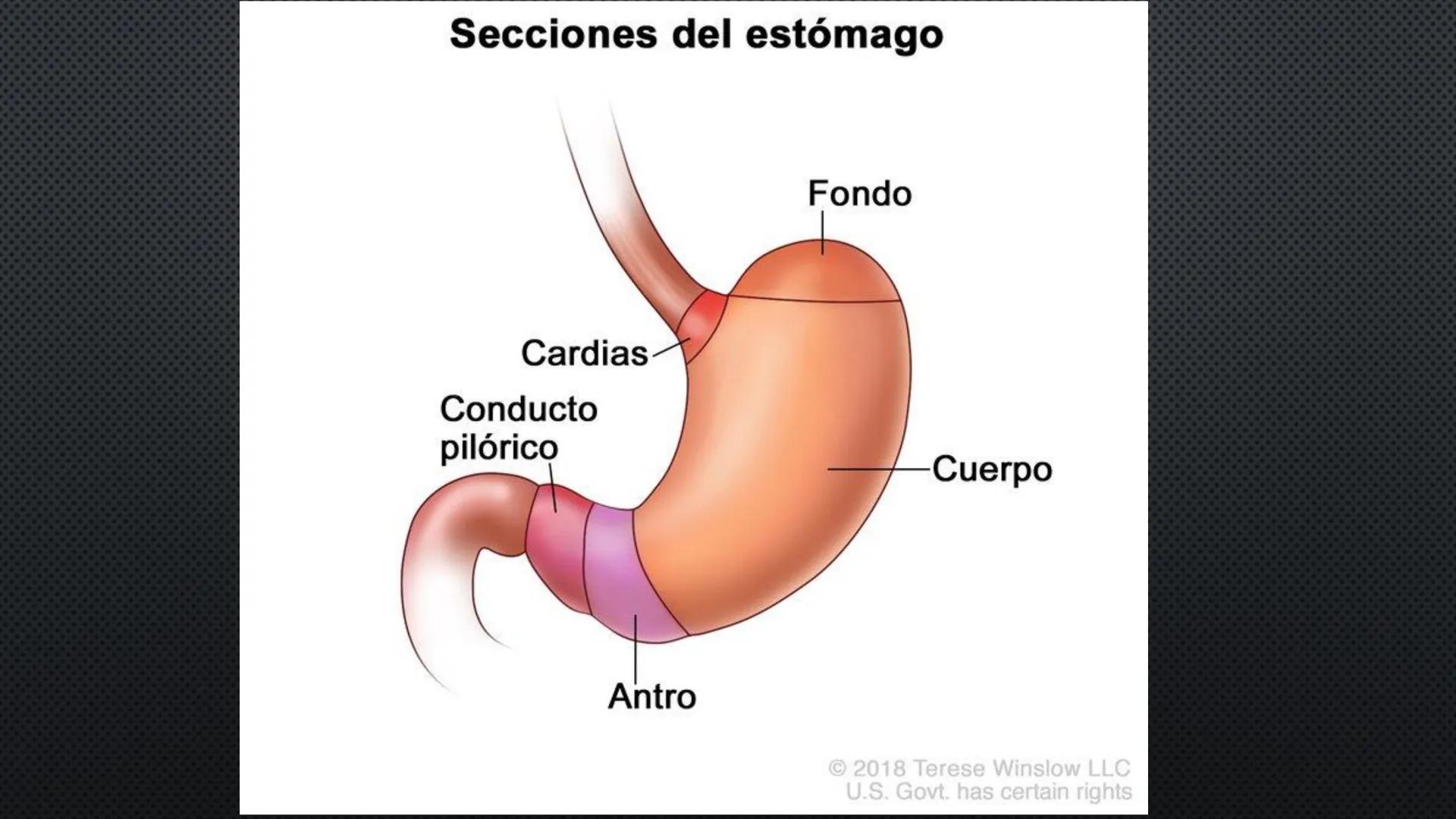 SISTEMA DIGESTIVO
PHYSIOLOGY OF HEAD AND NECK
Brain
Facial artery
Facial vein
Masseter
Facial vein
Parotid gland
Parotid gland
Mandibular ne
