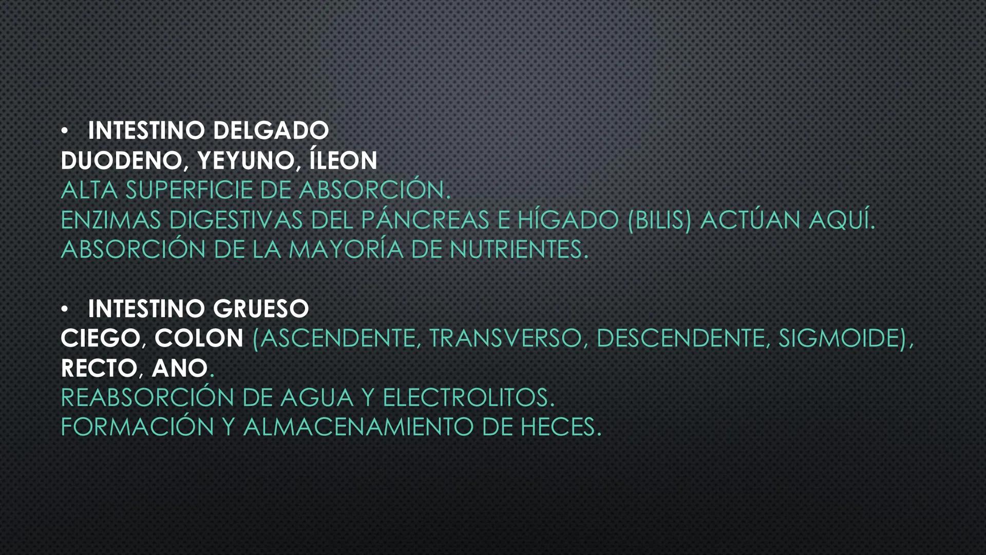 SISTEMA DIGESTIVO
PHYSIOLOGY OF HEAD AND NECK
Brain
Facial artery
Facial vein
Masseter
Facial vein
Parotid gland
Parotid gland
Mandibular ne