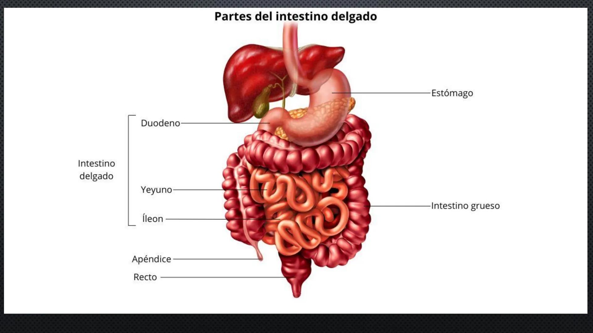 SISTEMA DIGESTIVO
PHYSIOLOGY OF HEAD AND NECK
Brain
Facial artery
Facial vein
Masseter
Facial vein
Parotid gland
Parotid gland
Mandibular ne