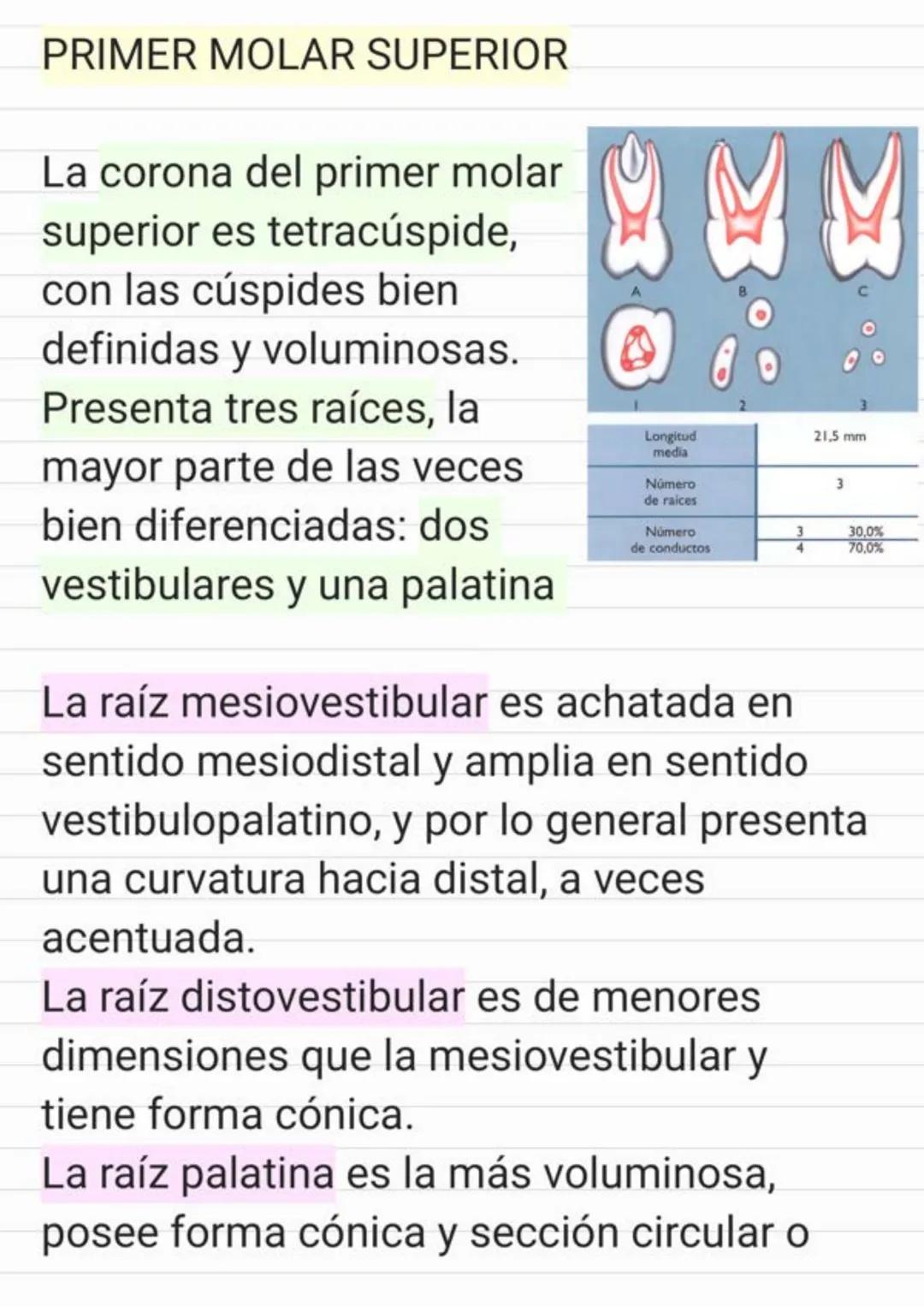 Tema.1 Endodoncia
¿Qué es la Endodoncia?
Es el estudio de la
estructura, la morfología, la
fisiología y la patología de la
pulpa dental y de