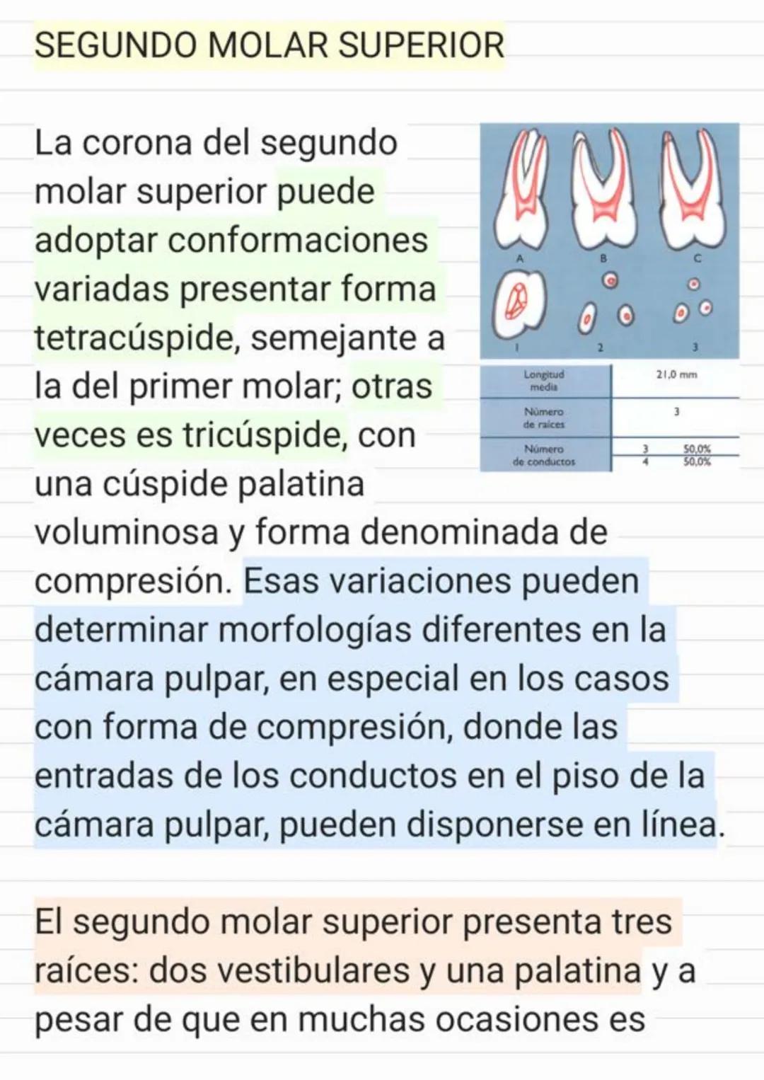 Tema.1 Endodoncia
¿Qué es la Endodoncia?
Es el estudio de la
estructura, la morfología, la
fisiología y la patología de la
pulpa dental y de