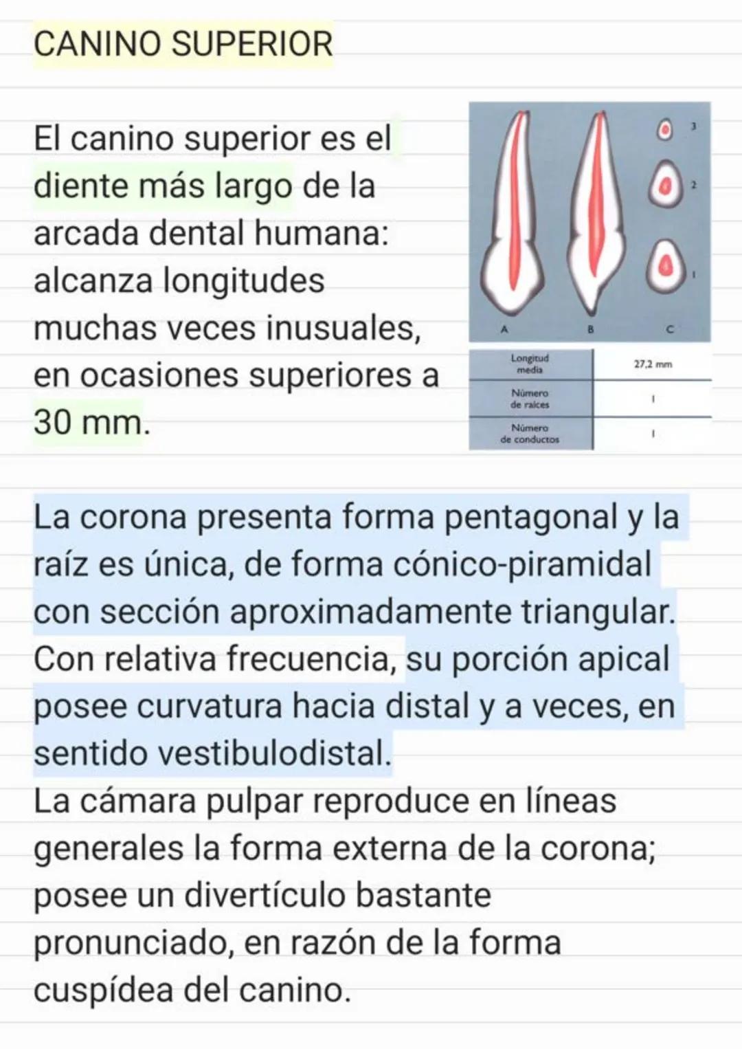 Tema.1 Endodoncia
¿Qué es la Endodoncia?
Es el estudio de la
estructura, la morfología, la
fisiología y la patología de la
pulpa dental y de