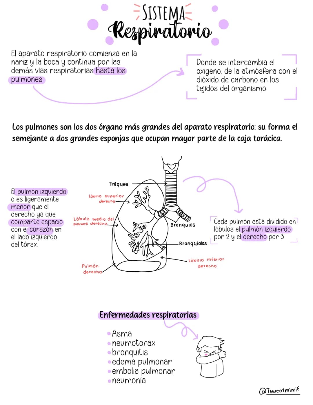 --- OCR Start ---
SISTEMA
• Respiratorio
El aparato respiratorio comienza en la
nariz y la boca y continua por las
demás vías respiratorias