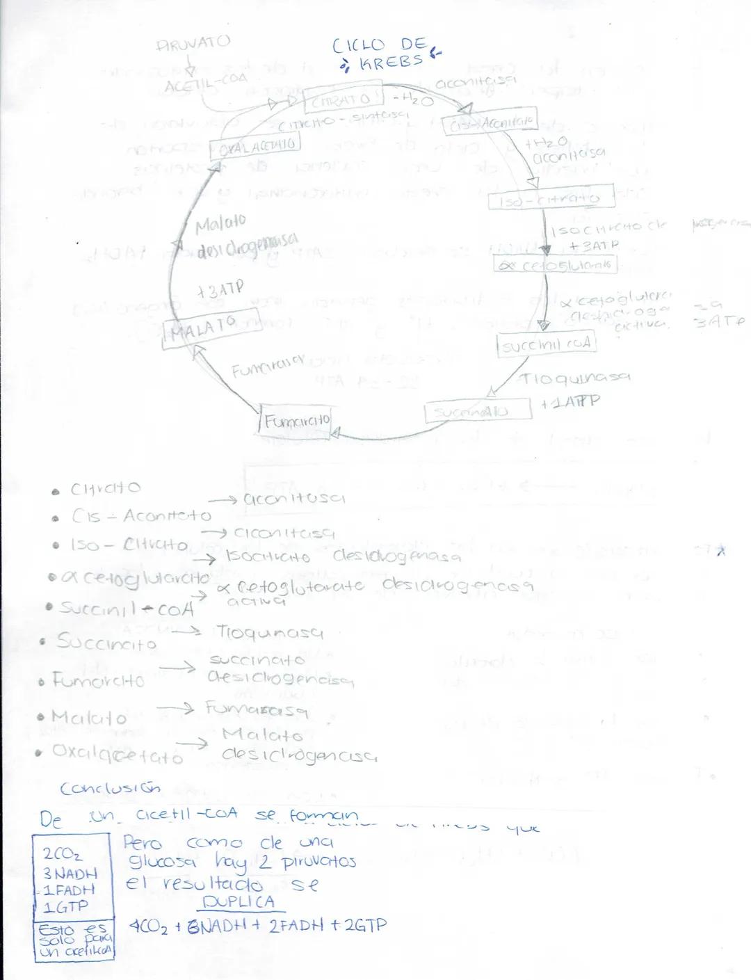 --- OCR Start ---
Ciencias Naturales
Biologia
Secundaria (Ciencias naturales)
★LA ADAPTACIÓN, EVOLUCIÓN.
¿Qué es la ciclaptrición? Caracterí