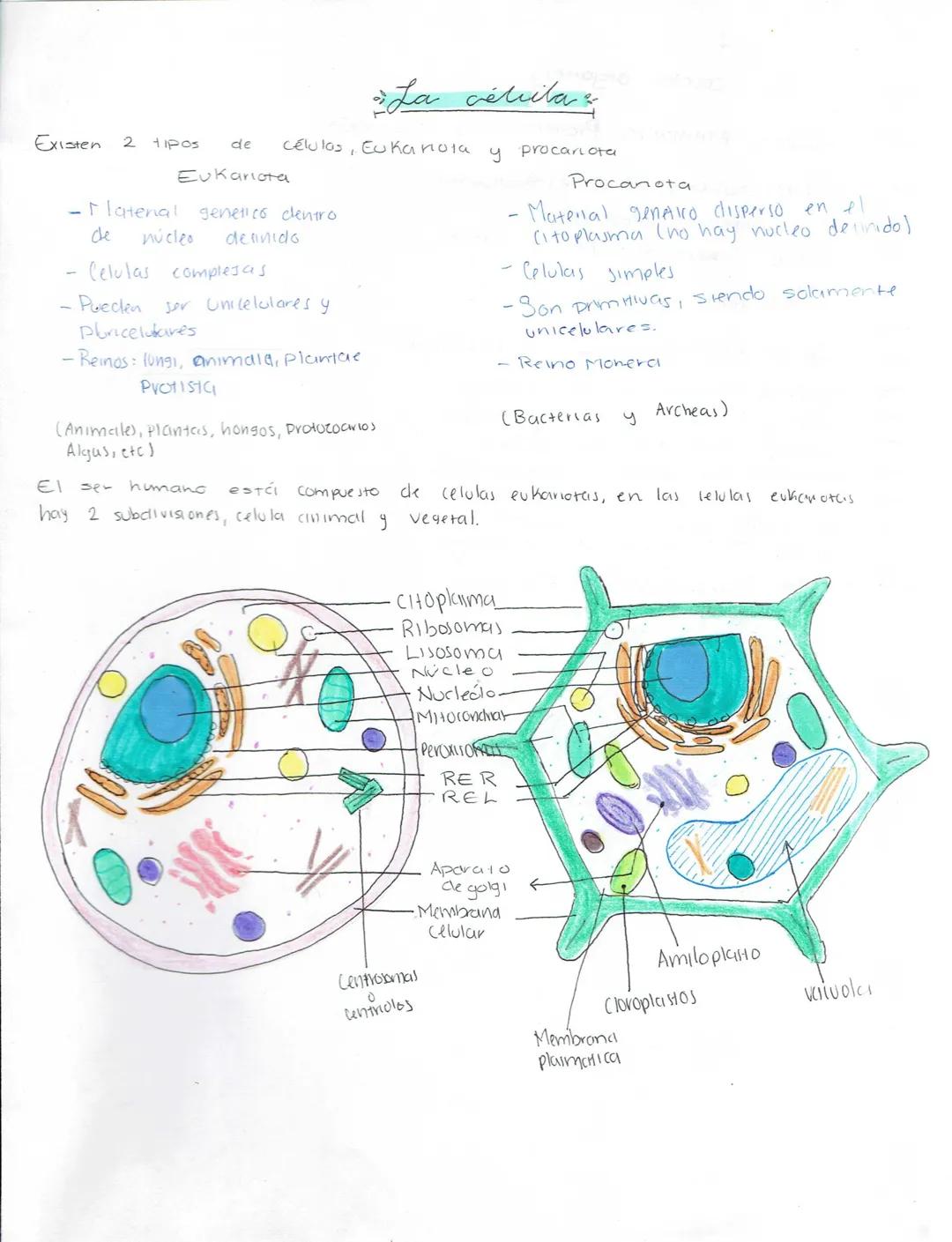 --- OCR Start ---
Ciencias Naturales
Biologia
Secundaria (Ciencias naturales)
★LA ADAPTACIÓN, EVOLUCIÓN.
¿Qué es la ciclaptrición? Caracterí