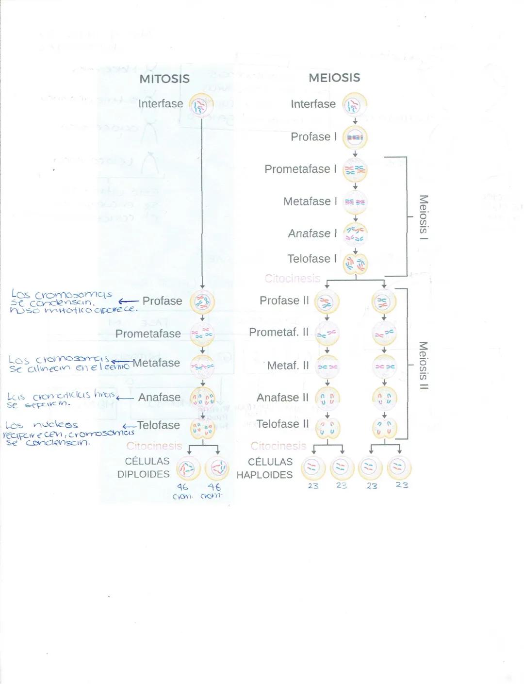 --- OCR Start ---
Ciencias Naturales
Biologia
Secundaria (Ciencias naturales)
★LA ADAPTACIÓN, EVOLUCIÓN.
¿Qué es la ciclaptrición? Caracterí