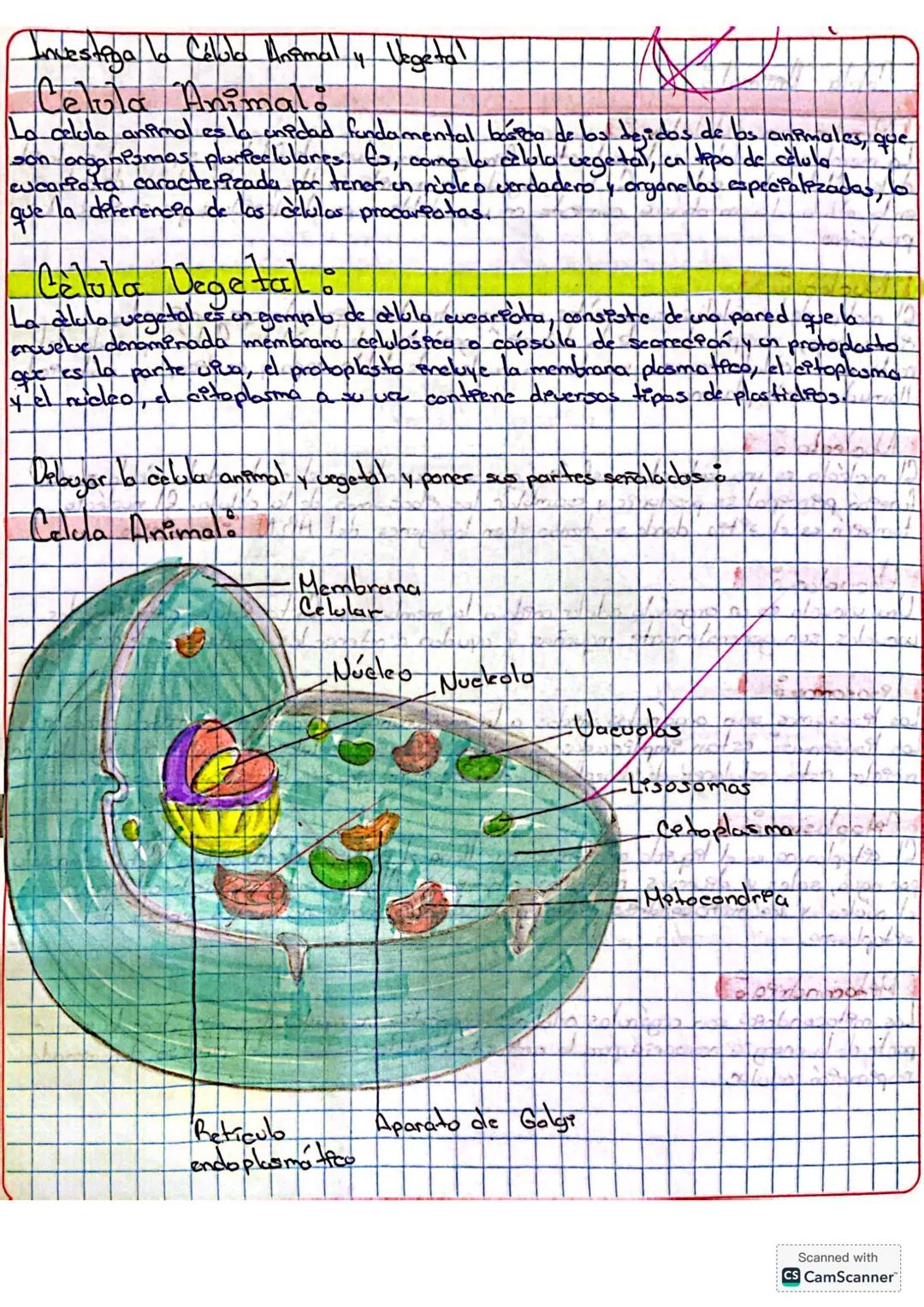 # Investiga la Célula Animal y Vegetal
## Célula Animal:
La célula animal es la unidad fundamental básica de los animales, que son organism