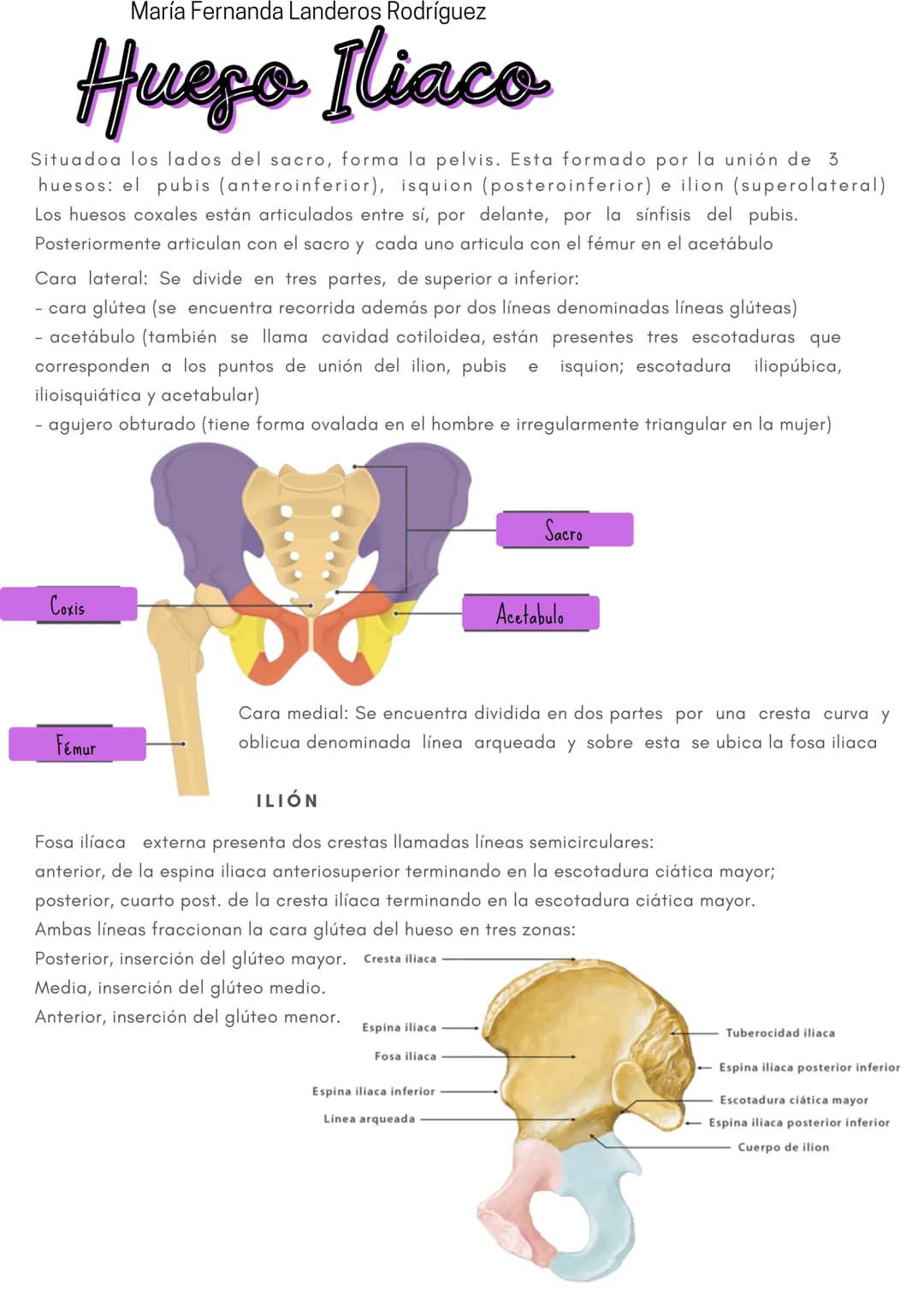 María Fernanda Landeros Rodríguez
Hueso Iliaco
Situadoa los lados del sacro, forma la pelvis. Esta formado por la unión de 3
huesos: el pubi