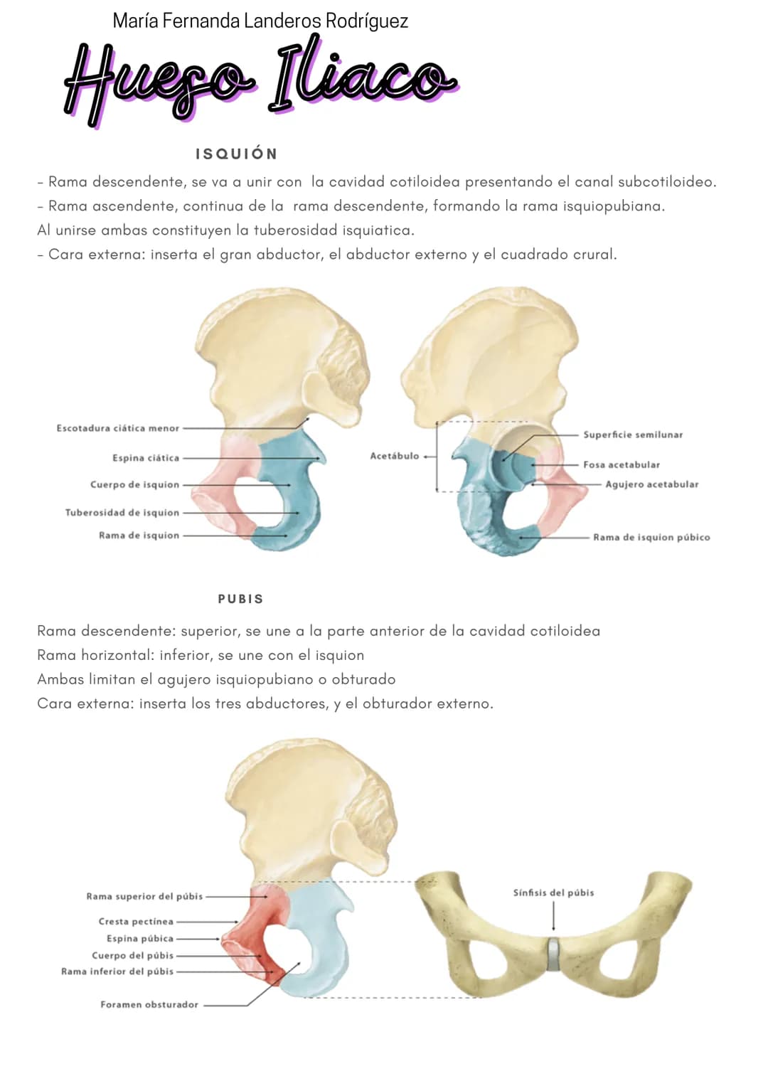 María Fernanda Landeros Rodríguez
Hueso Iliaco
Situadoa los lados del sacro, forma la pelvis. Esta formado por la unión de 3
huesos: el pubi