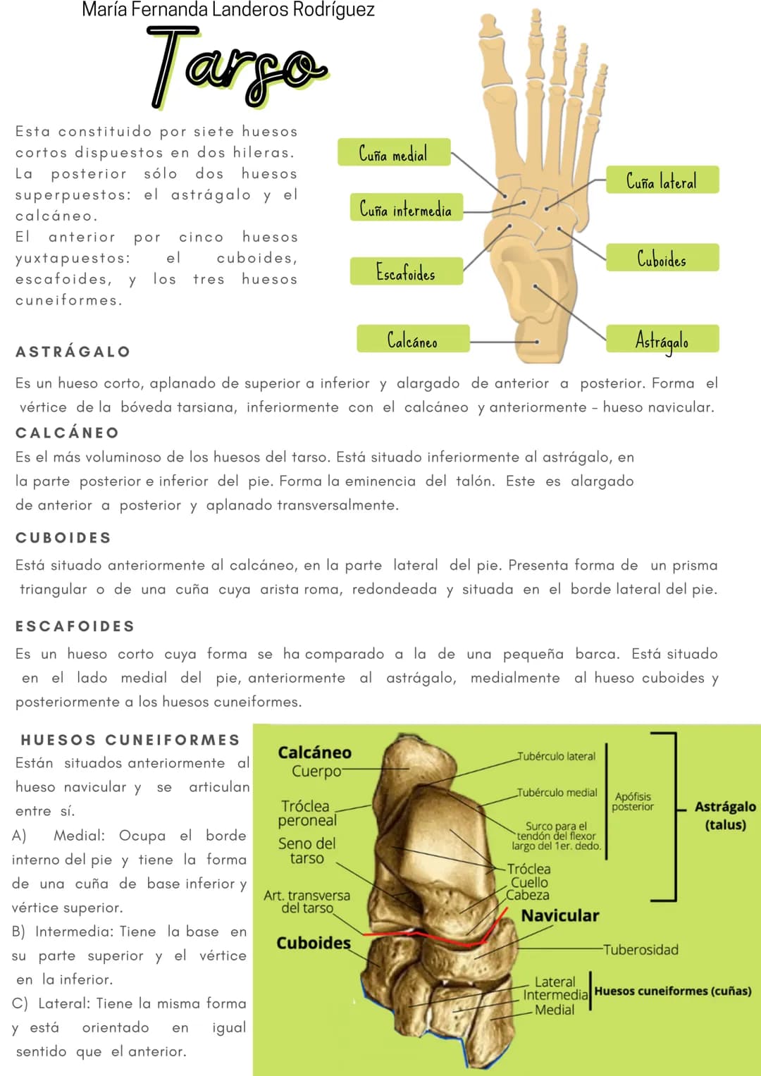 María Fernanda Landeros Rodríguez
Hueso Iliaco
Situadoa los lados del sacro, forma la pelvis. Esta formado por la unión de 3
huesos: el pubi