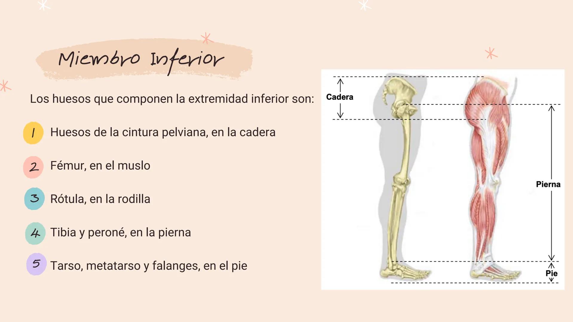 *
*
*
*
*
María Fernanda Landeros Rodríguez
лее
Óseo
MIEMBRO
INFERIOR
*
*
*
*
* Miembro Inferior
*
↓
Los huesos que componen la extremidad i