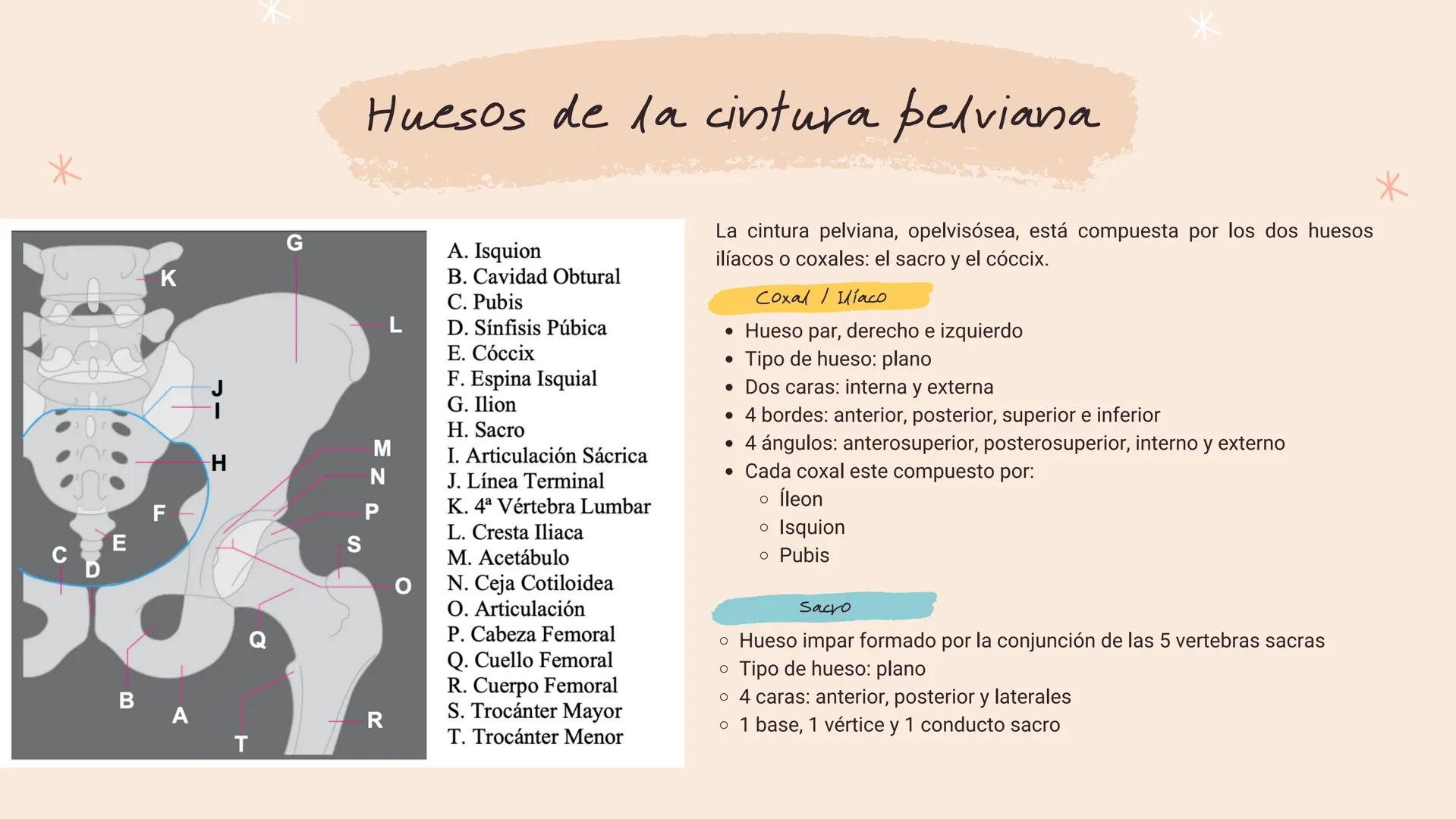 *
*
*
*
*
María Fernanda Landeros Rodríguez
лее
Óseo
MIEMBRO
INFERIOR
*
*
*
*
* Miembro Inferior
*
↓
Los huesos que componen la extremidad i