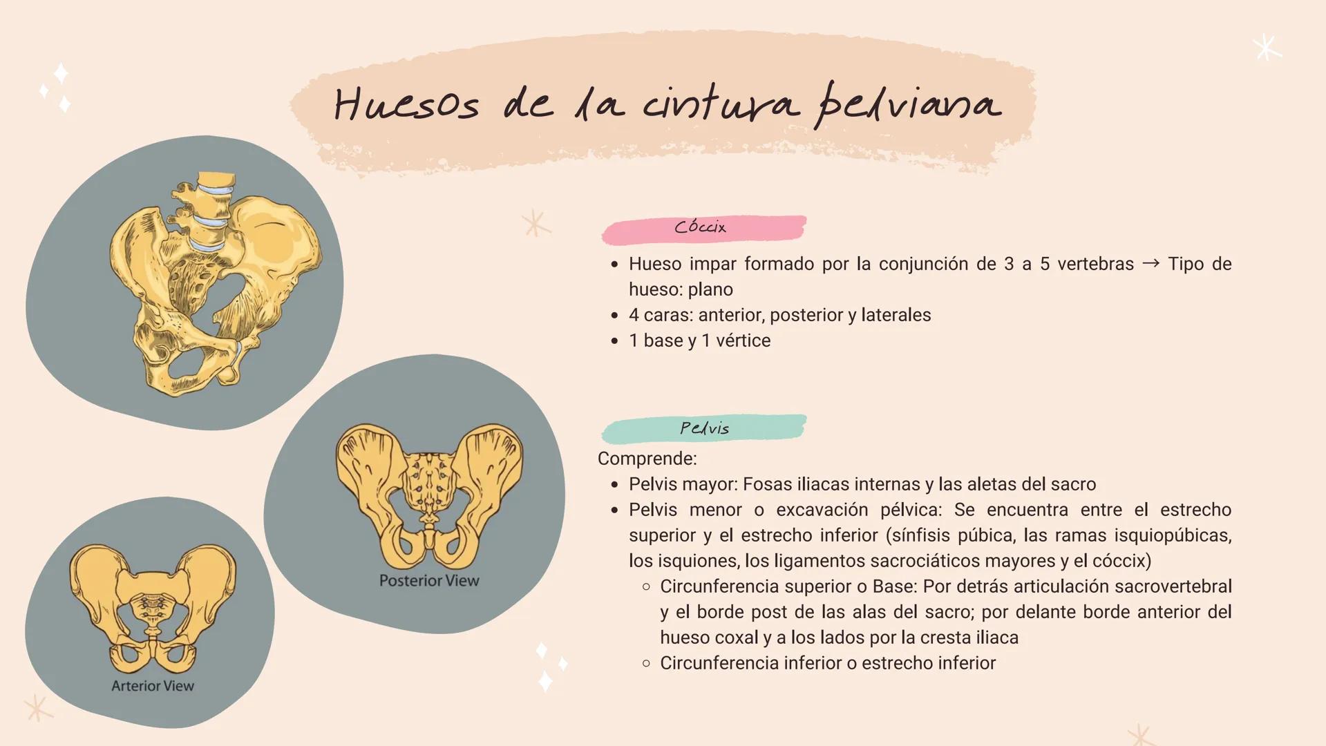 *
*
*
*
*
María Fernanda Landeros Rodríguez
лее
Óseo
MIEMBRO
INFERIOR
*
*
*
*
* Miembro Inferior
*
↓
Los huesos que componen la extremidad i