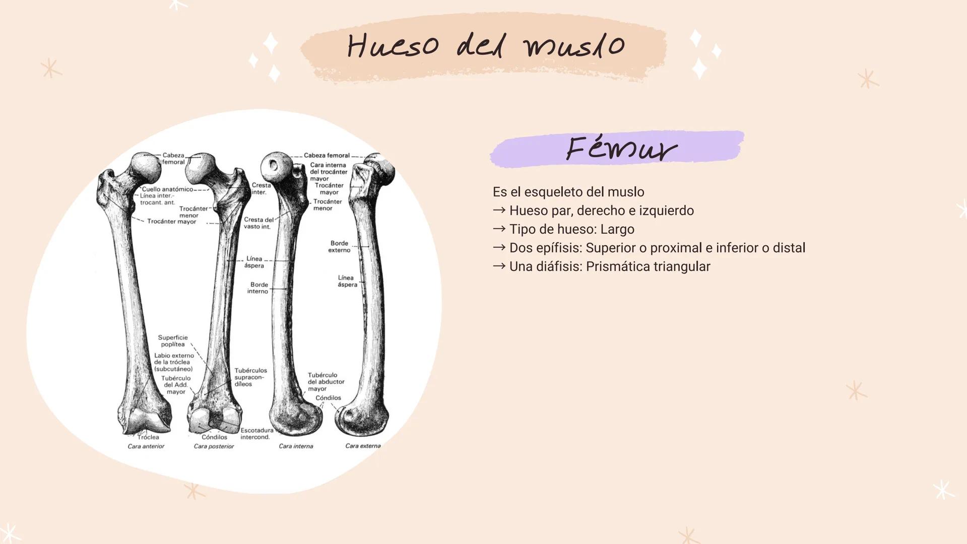 *
*
*
*
*
María Fernanda Landeros Rodríguez
лее
Óseo
MIEMBRO
INFERIOR
*
*
*
*
* Miembro Inferior
*
↓
Los huesos que componen la extremidad i