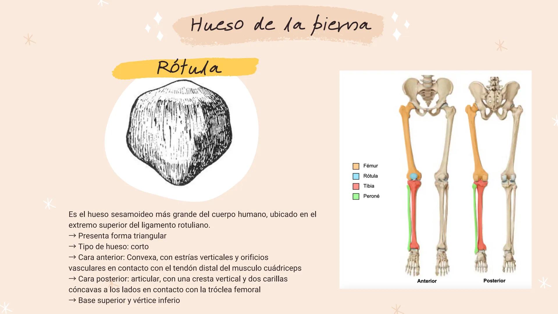 *
*
*
*
*
María Fernanda Landeros Rodríguez
лее
Óseo
MIEMBRO
INFERIOR
*
*
*
*
* Miembro Inferior
*
↓
Los huesos que componen la extremidad i