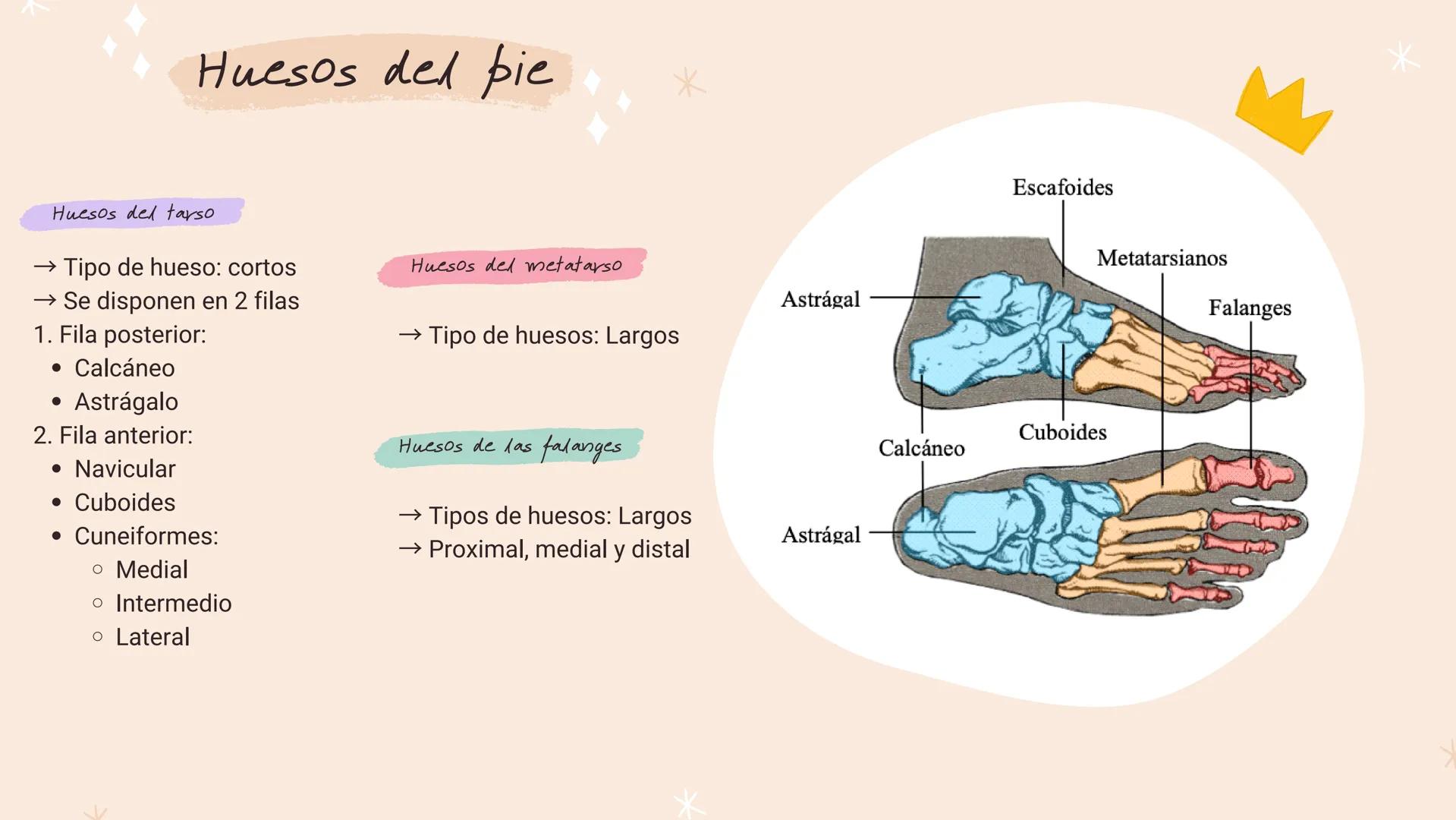 *
*
*
*
*
María Fernanda Landeros Rodríguez
лее
Óseo
MIEMBRO
INFERIOR
*
*
*
*
* Miembro Inferior
*
↓
Los huesos que componen la extremidad i