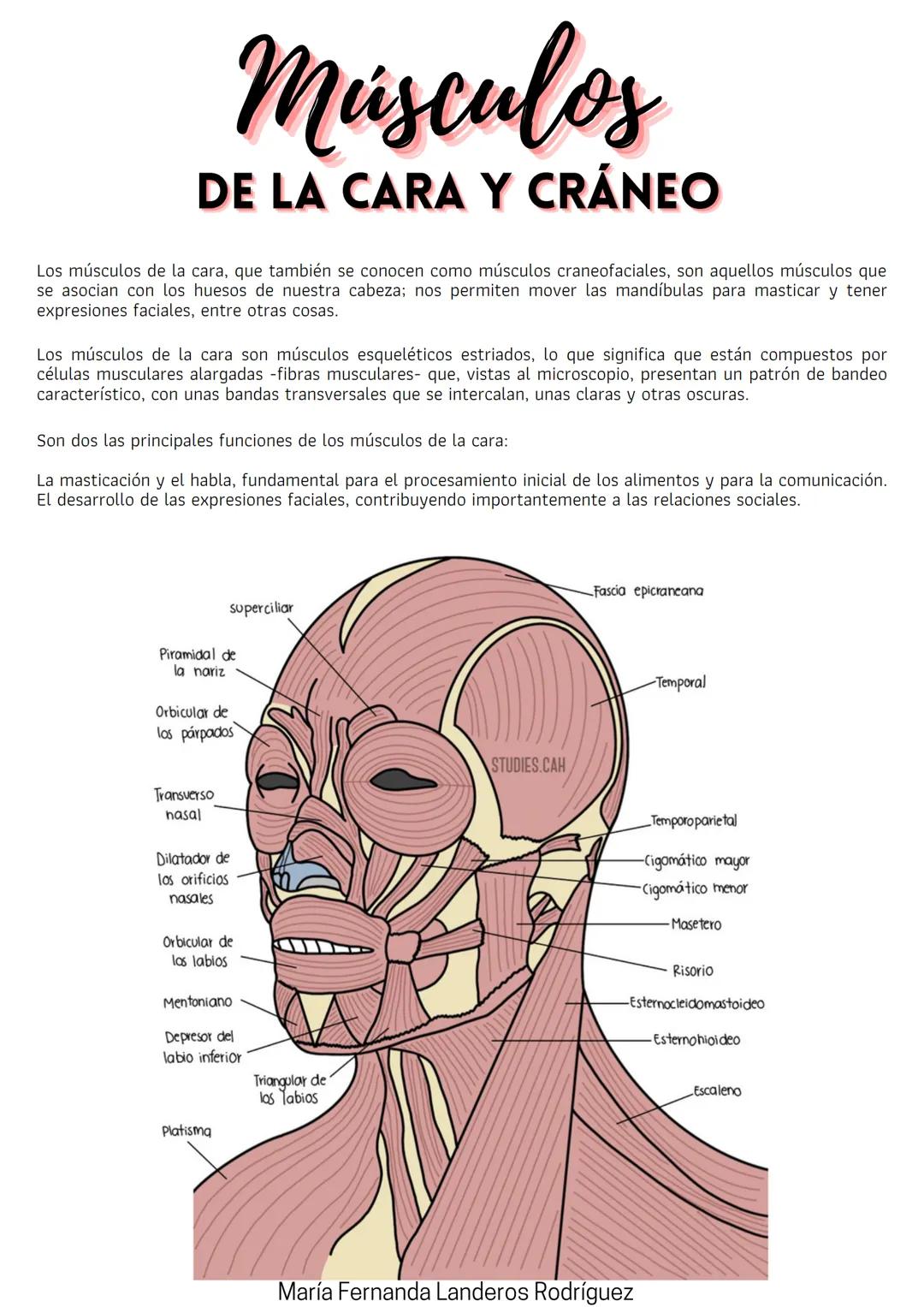 María Fernanda Landeros Rodríguez
Músculos
Los músculos son la parte activa del aparato locomotor ya que son capaces de generar movimiento.