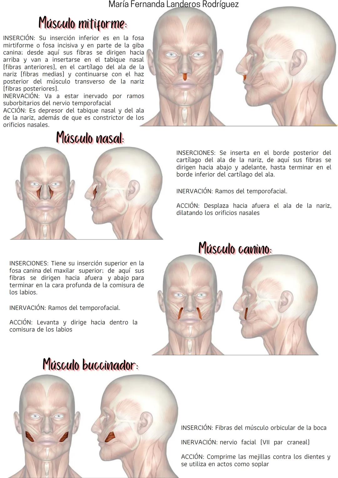 María Fernanda Landeros Rodríguez
Músculos
Los músculos son la parte activa del aparato locomotor ya que son capaces de generar movimiento.