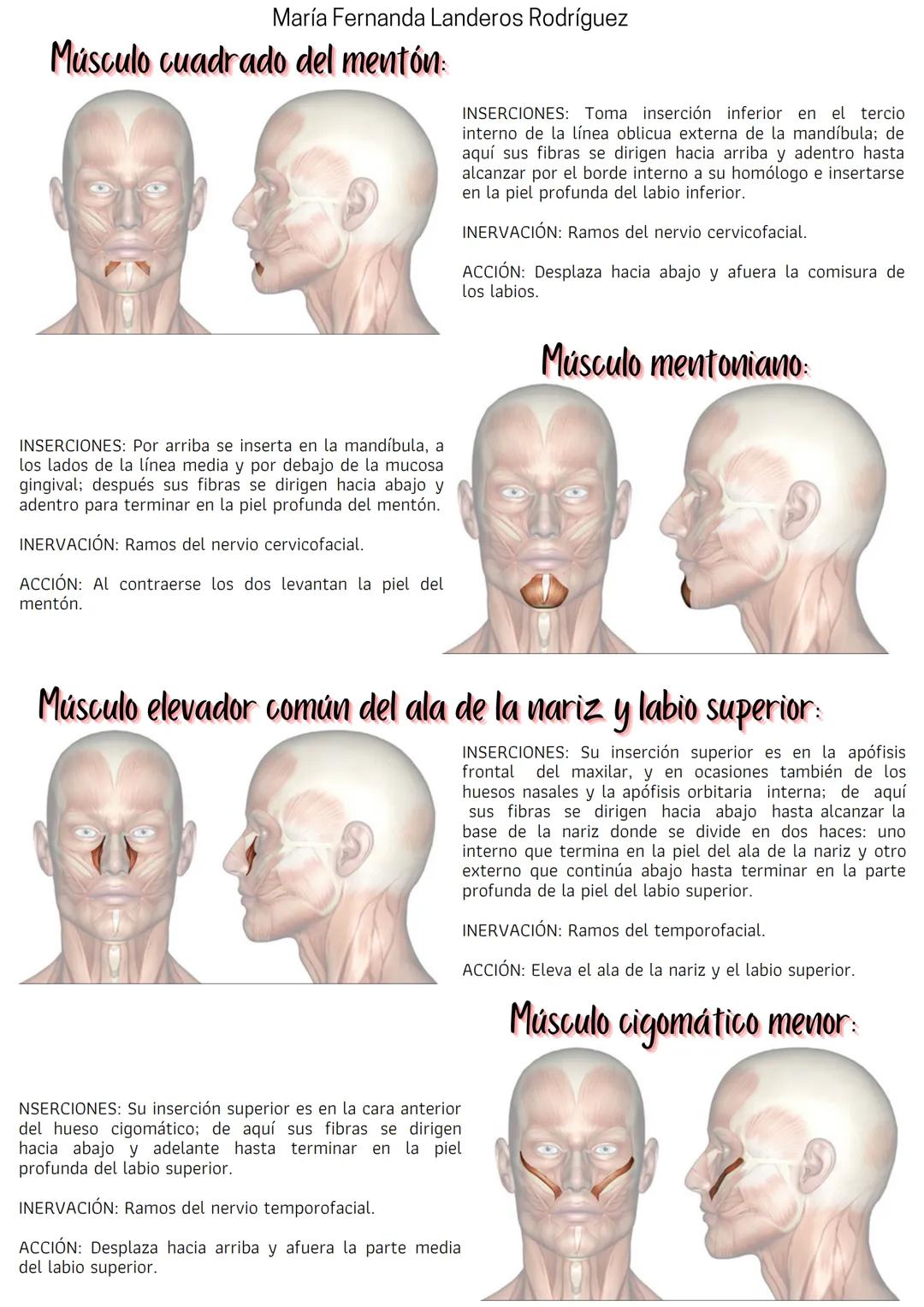 María Fernanda Landeros Rodríguez
Músculos
Los músculos son la parte activa del aparato locomotor ya que son capaces de generar movimiento.