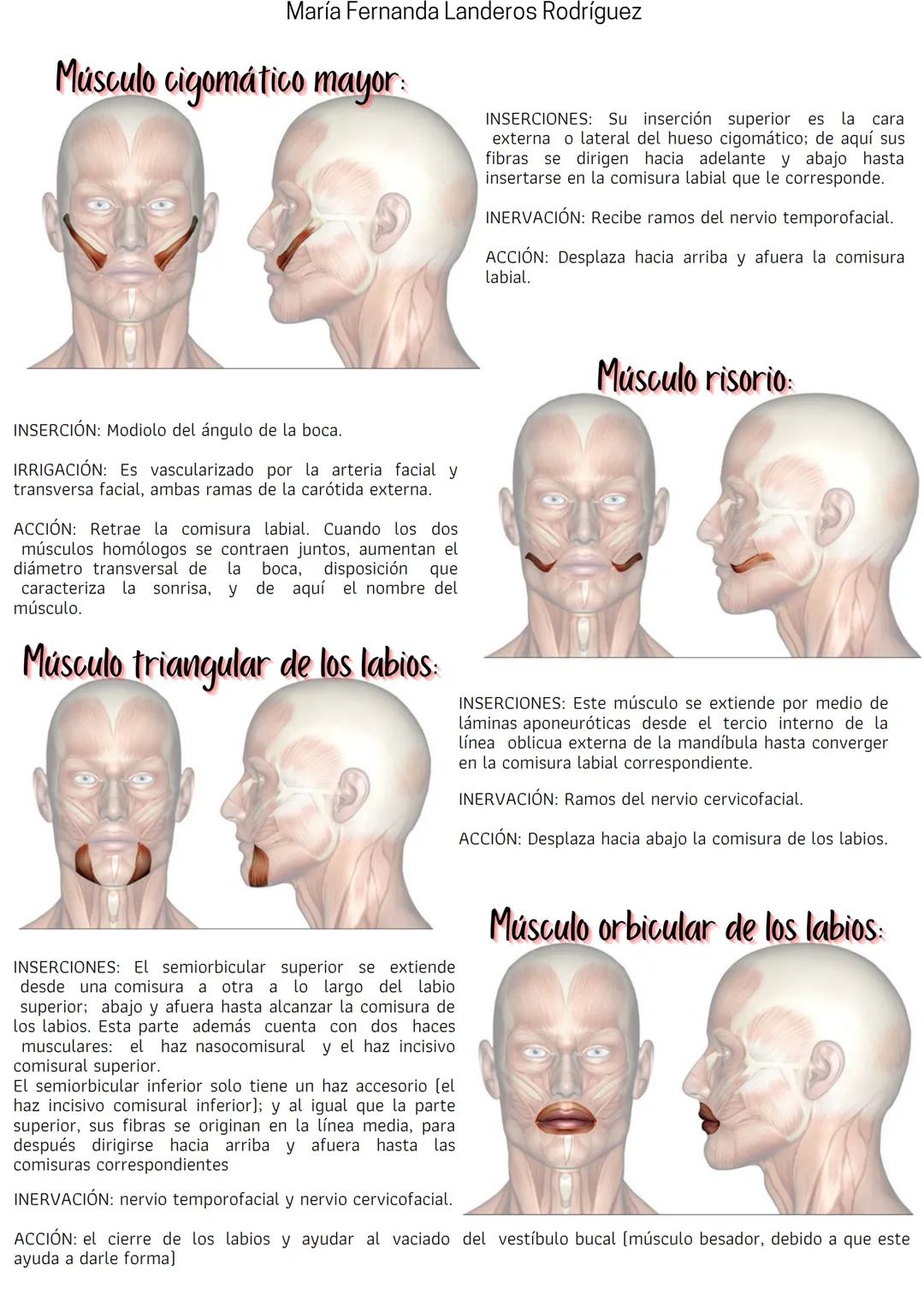 María Fernanda Landeros Rodríguez
Músculos
Los músculos son la parte activa del aparato locomotor ya que son capaces de generar movimiento.